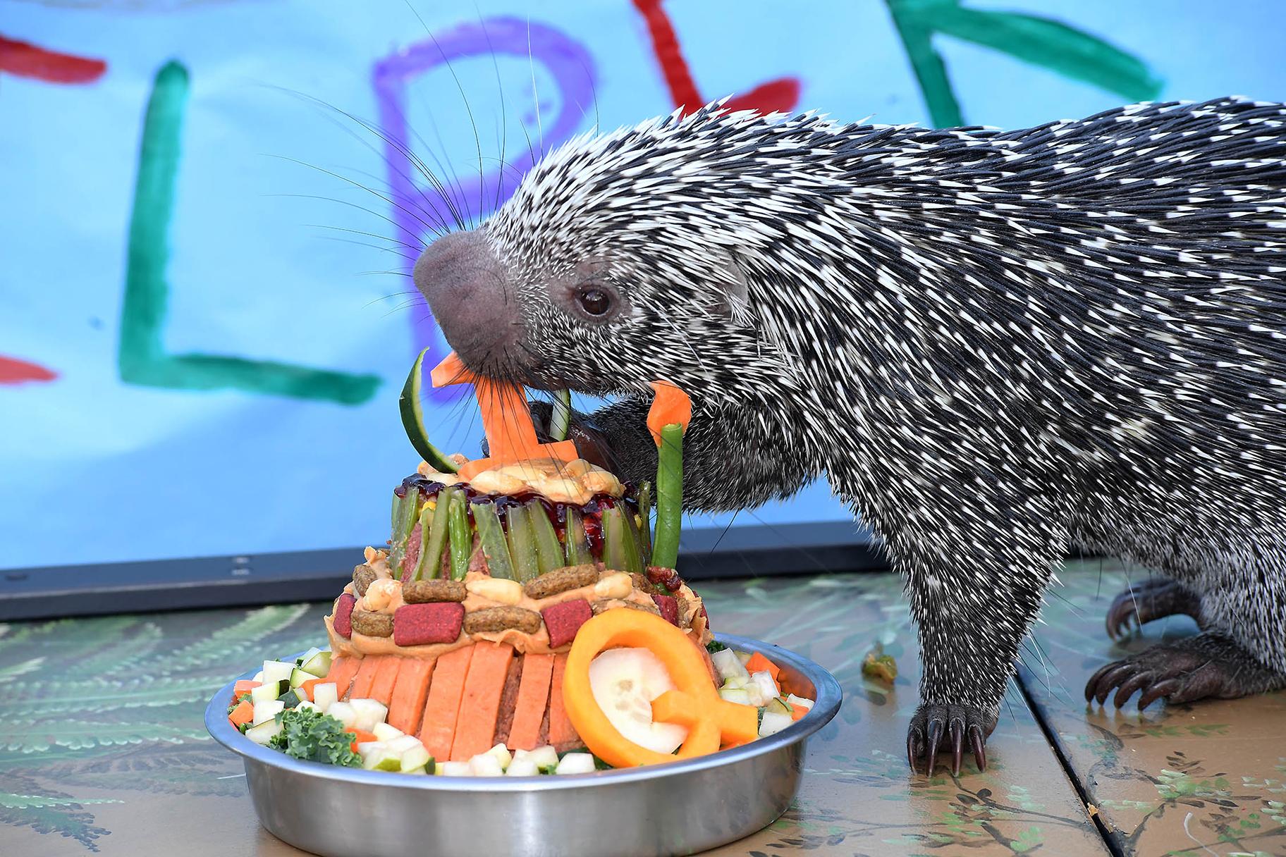 Quilbert, a prehensile-tailed porcupine, celebrated his first birthday at Brookfield Zoo with a specially made cake. (Jim Schulz / Chicago Zoological Society) 