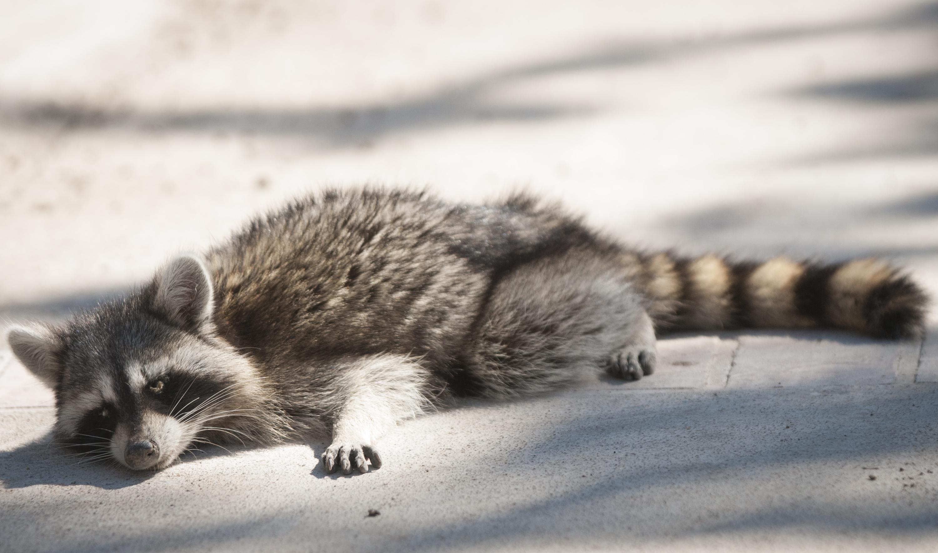 can a dog get distemper from a raccoon