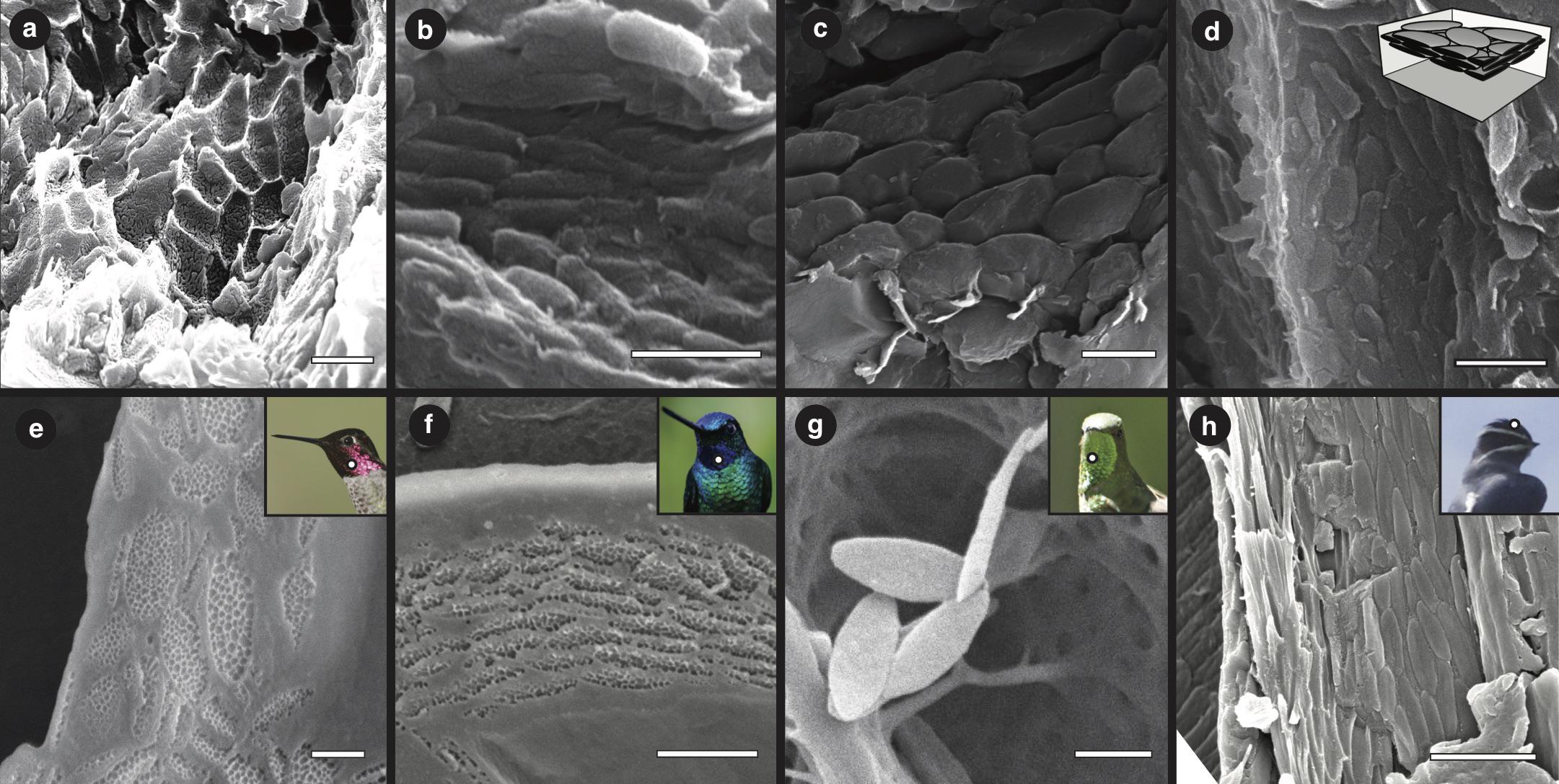 Researchers compared the imprints of pigment-containing cells to discover that a newly discovered dinosaur species had rainbow-colored feathers similar to those of a hummingbird. (Courtesy The Field Museum)