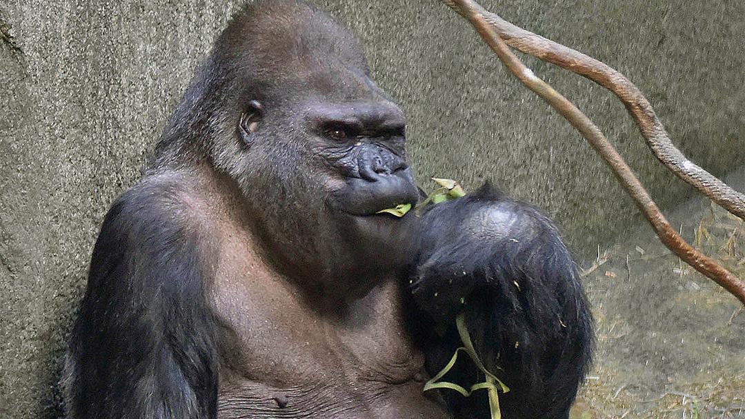 Ramar, a 49-year-old western lowland gorilla at Brookfield Zoo. (Courtesy of Chicago Zoological Society)