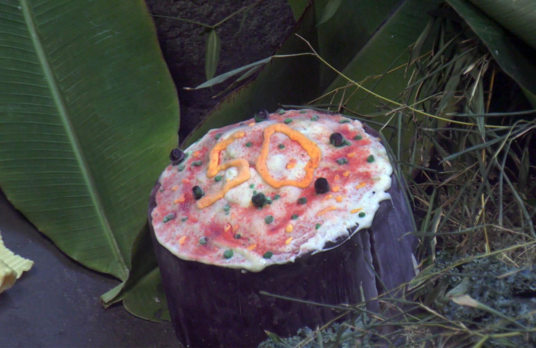 A birthday "cake" for western lowland gorilla Ramar, who turned 50 last week at Brookfield Zoo. (Courtesy Chicago Zoological Society)