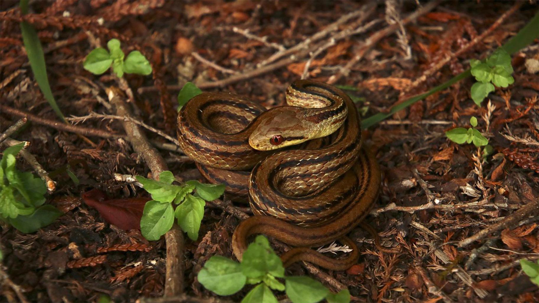 A photograph of a rat snake. Nonvenomous, rat snakes are an abundant species in Japan, and researchers found the snakes are good indicators of radiation in the area. (Courtesy of Hanna Gerke) 