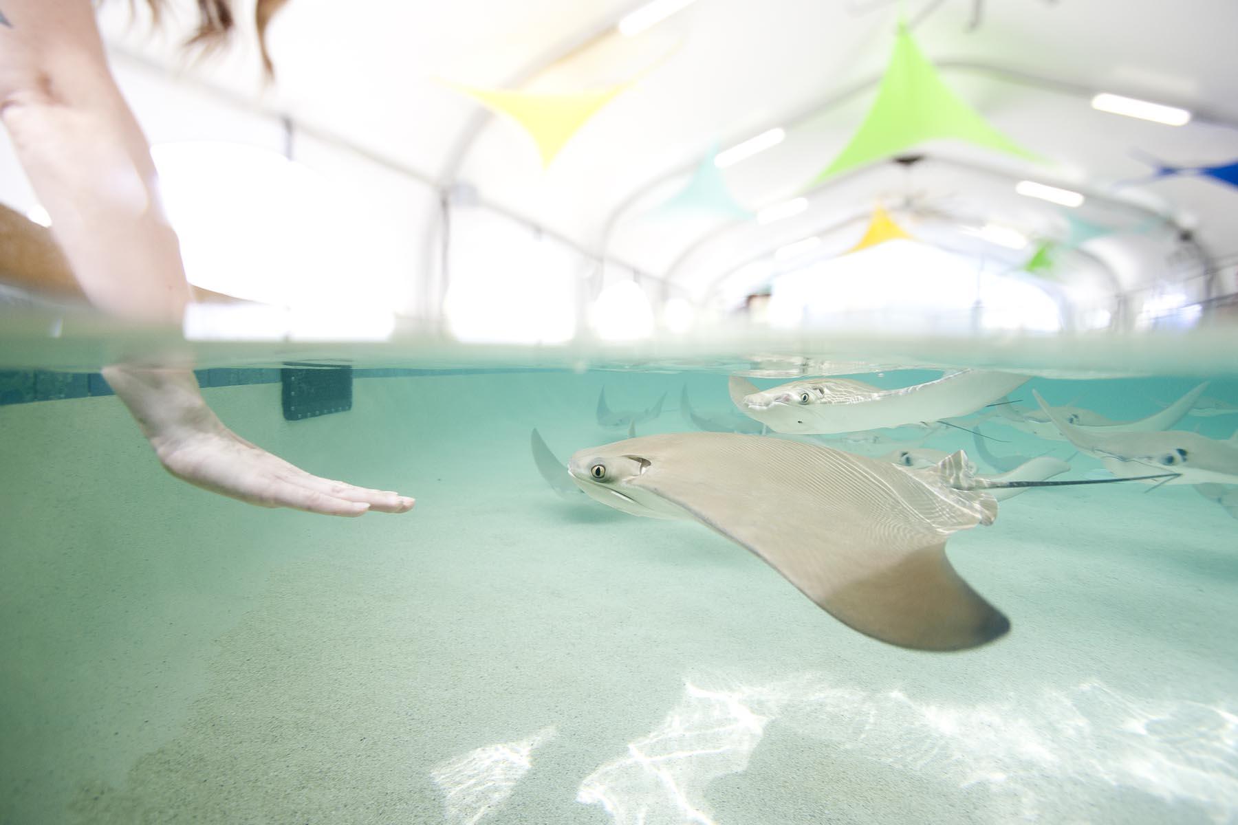 The rays in this touch tank are feeling a little threatened by