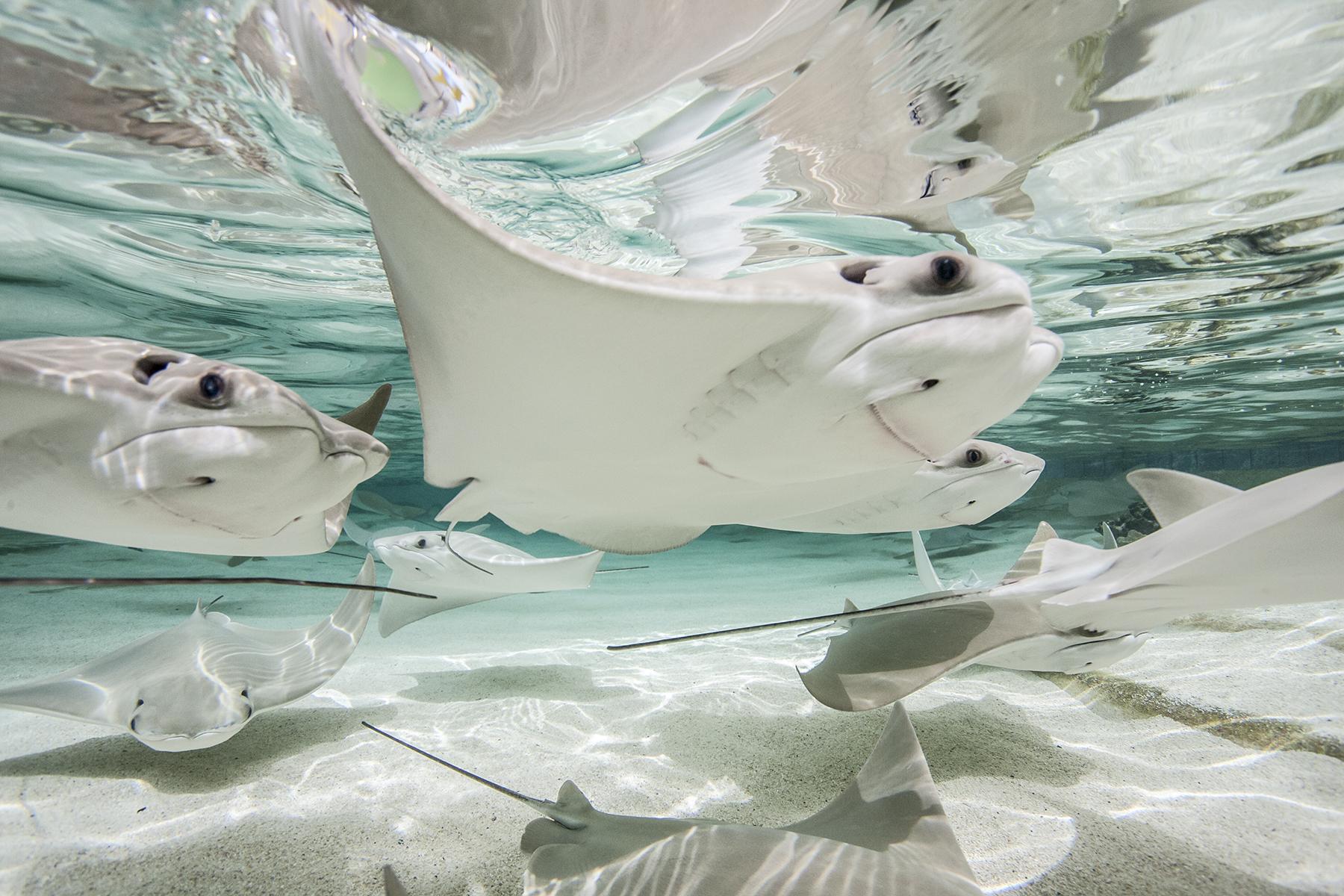 The rays in this touch tank are feeling a little threatened by