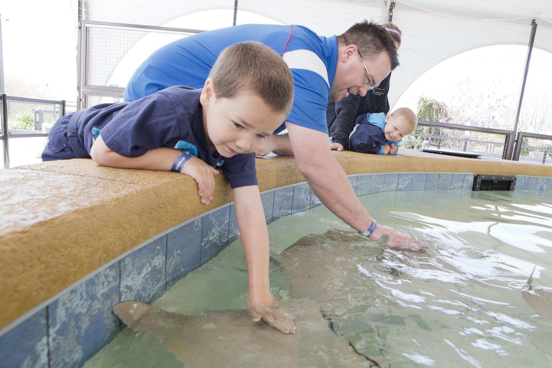 do stingrays like being
