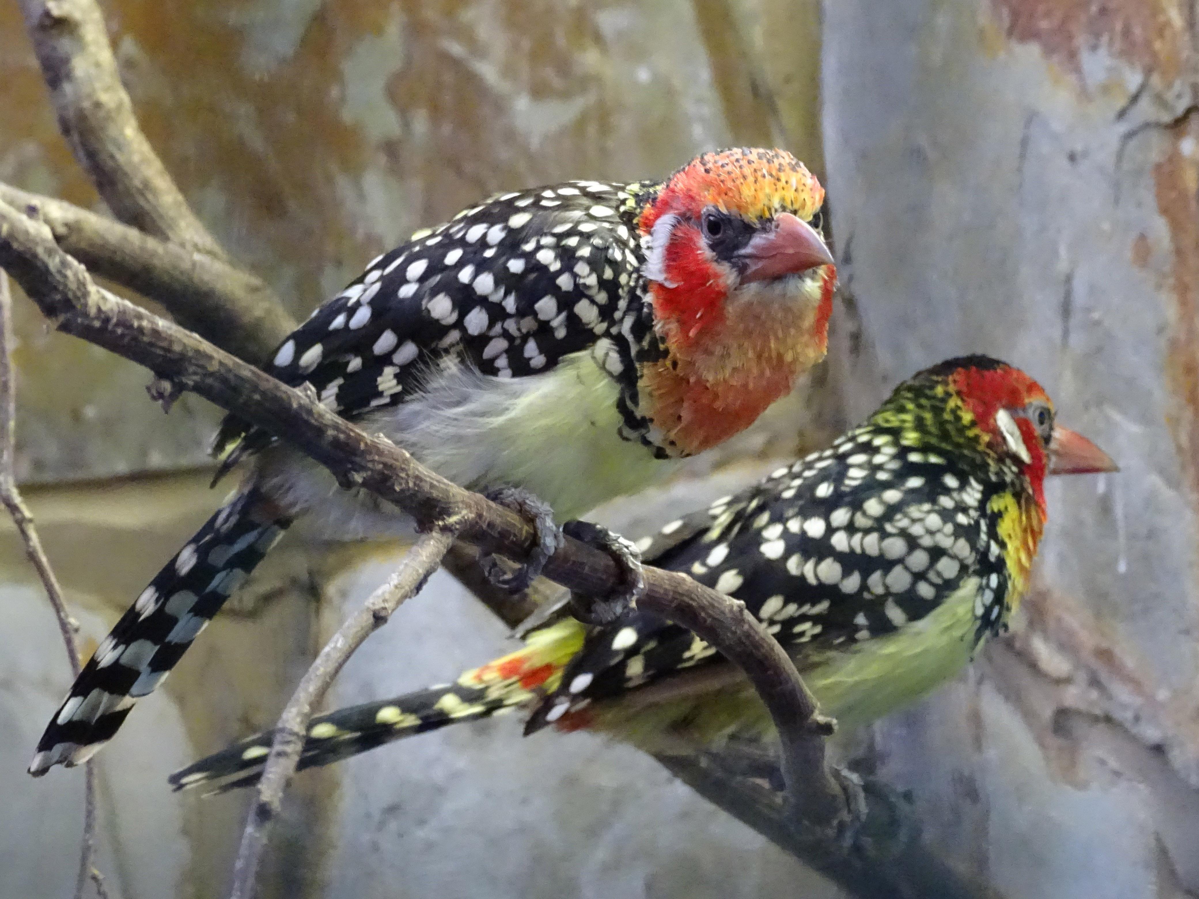 barbets