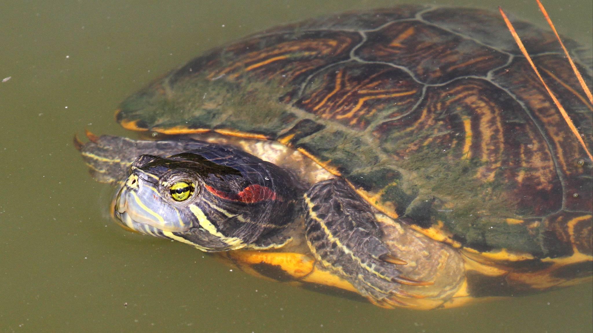 The red-eared slider turtle is on international "least wanted" lists. (abbeyprivate / Flickr Creative Commons)
