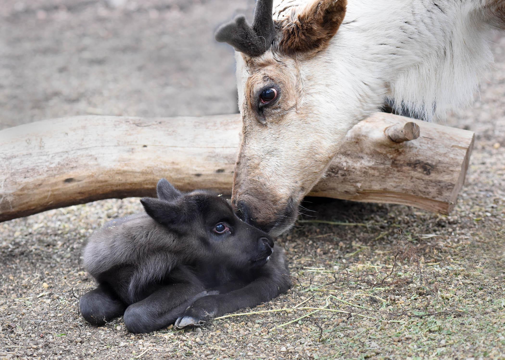 (Jim Schulz / Chicago Zoological Society)