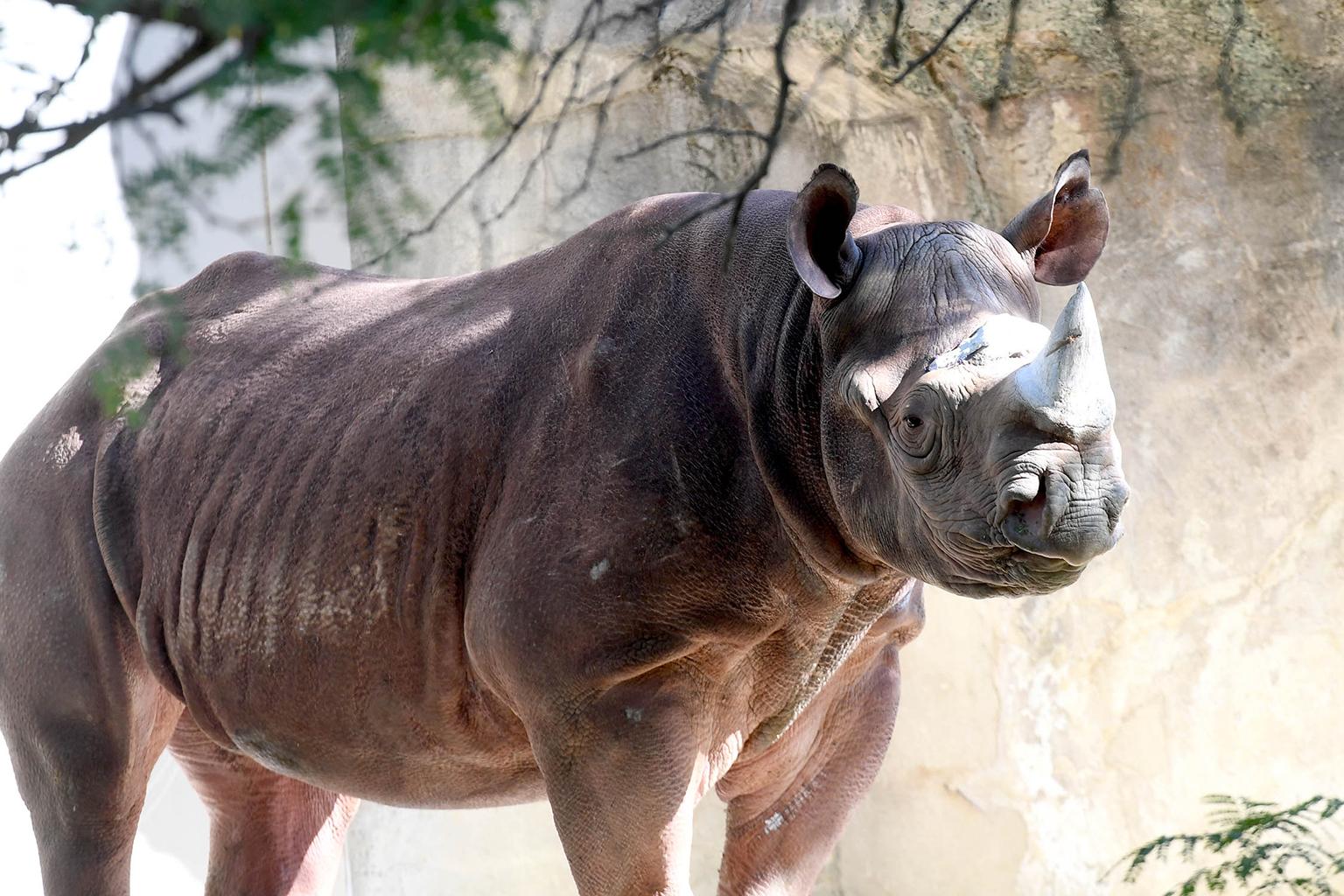 Layla, an eastern black rhinoceros at Brookfield Zoo (Courtesy Chicago Zoological Society)