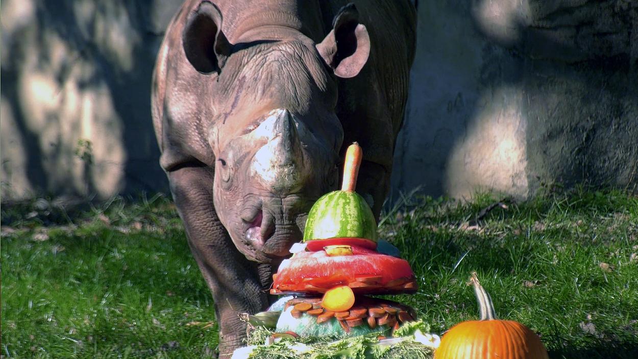 Layla, a 2-300 pound eastern black rhinoceros at Brookfield Zoo, enjoys a birthday cake prepared by zoo staff. (Courtesy Chicago Zoological Society)