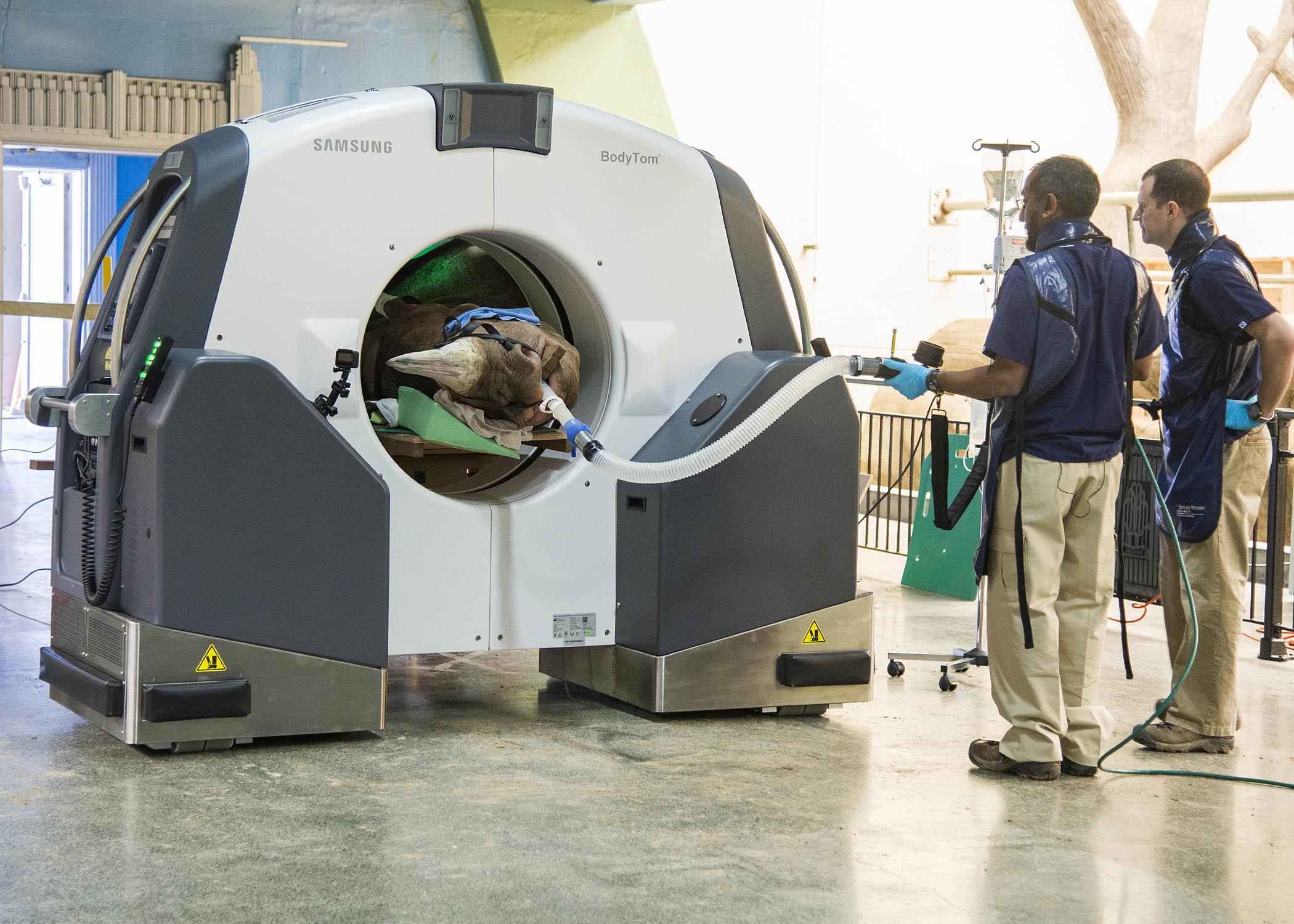 Dr. Sathya Chinnadurai, left, senior staff veterinarian with the Chicago Zoological Society, and Vice President of Clinical Medicine Dr. Michael Adkesson monitor Layla, a 7-year-old eastern black rhinoceros at Brookfield Zoo. Layla underwent a CT scan April 19 to help doctors determine the next steps for treating an obstruction in her nasal passageway. (Courtesy Chicago Zoological Society)