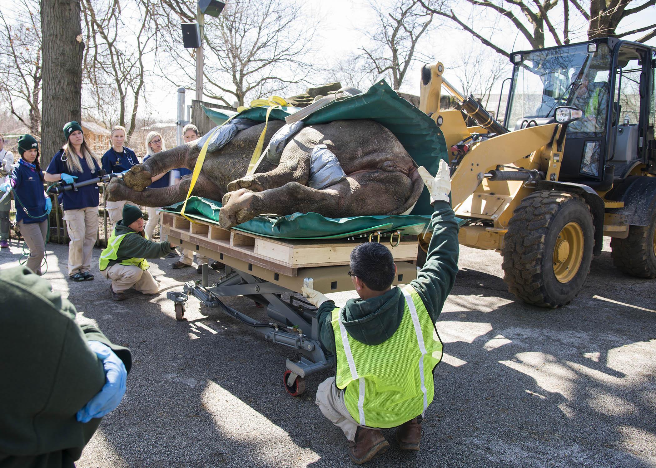 Senior groundskeepers Carrie Sapienza and Vince Valderrama help position Layla onto a surgical table. (Courtesy Chicago Zoological Society)