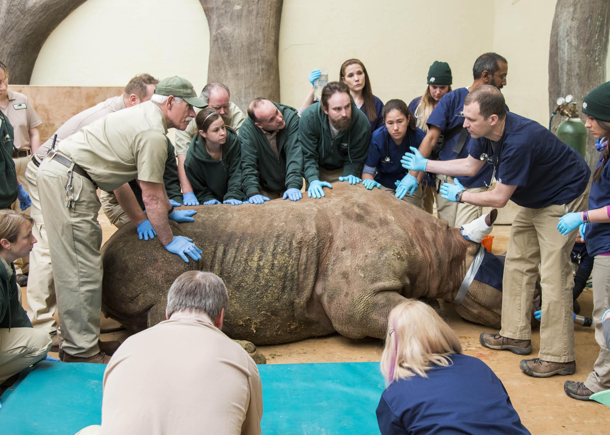 Zoo staff prepare to position Layla onto a mat in preparation for a CT scan to help plan treatment for an obstruction in her nasal passageway. Nearly 40 staff were involved in moving Layla for the procedure. (Courtesy Chicago Zoological Society)