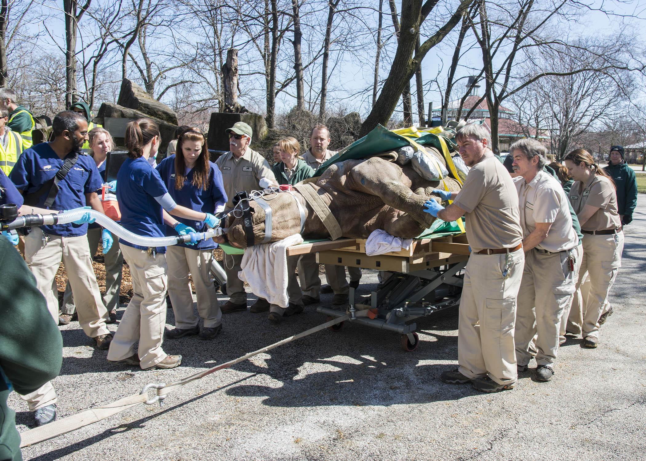 Layla, an eastern black rhinoceros, is wheeled into Brookfield Zoo's Pachyderm House, where she received what is thought to be the first portable CT scan ever performed on the species. (Courtesy Chicago Zoological Society)