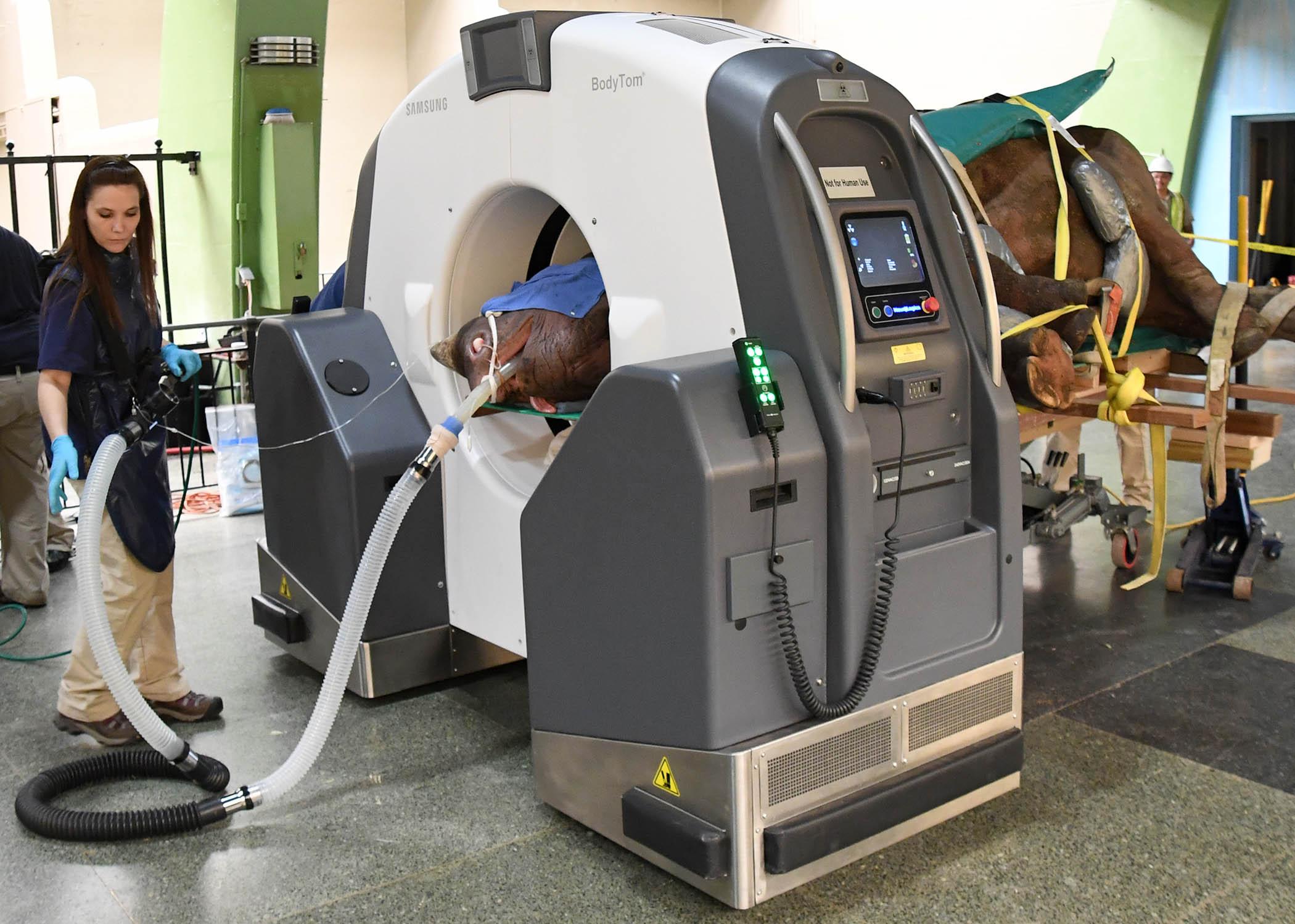 Michelle Soszynski, a senior veterinary technician at Brookfield Zoo, monitors Layla, a 7.5-year-old eastern black rhinoceros, as she receives a CT scan inside Brookfield Zoo’s Pachyderm House. (Jim Schulz / Chicago Zoological Society)