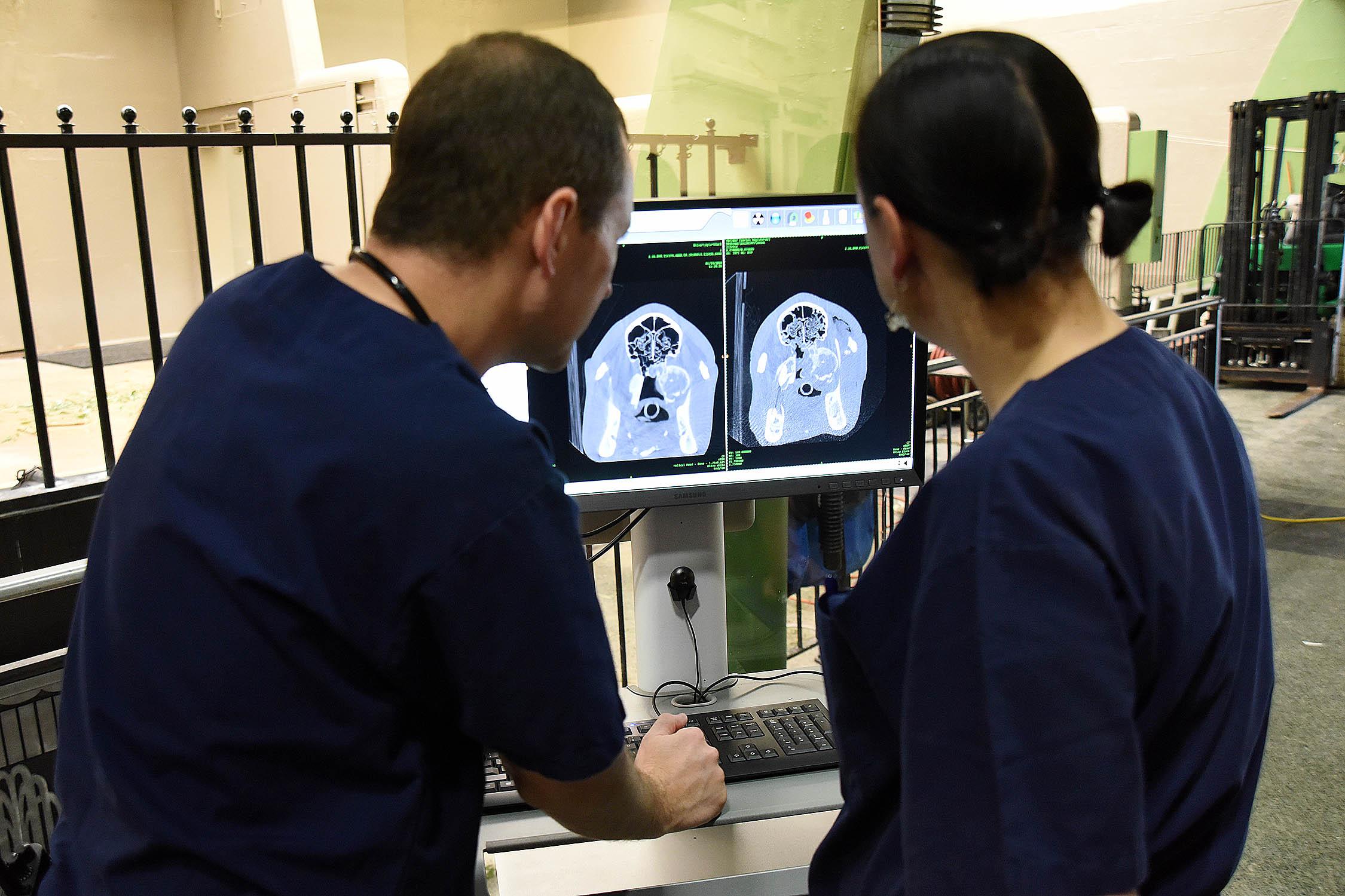 Dr. Michael Adkesson, vice president of clinical medicine for the Chicago Zoological Society, and Dr. Marina Ivančić,a veterinary radiologist for CZS, compare a CT scan image taken on April 19 (left) with one taken May 15 of Layla, a 7.5-year-old eastern black rhinoceros. (Jim Schulz / Chicago Zoological Society)