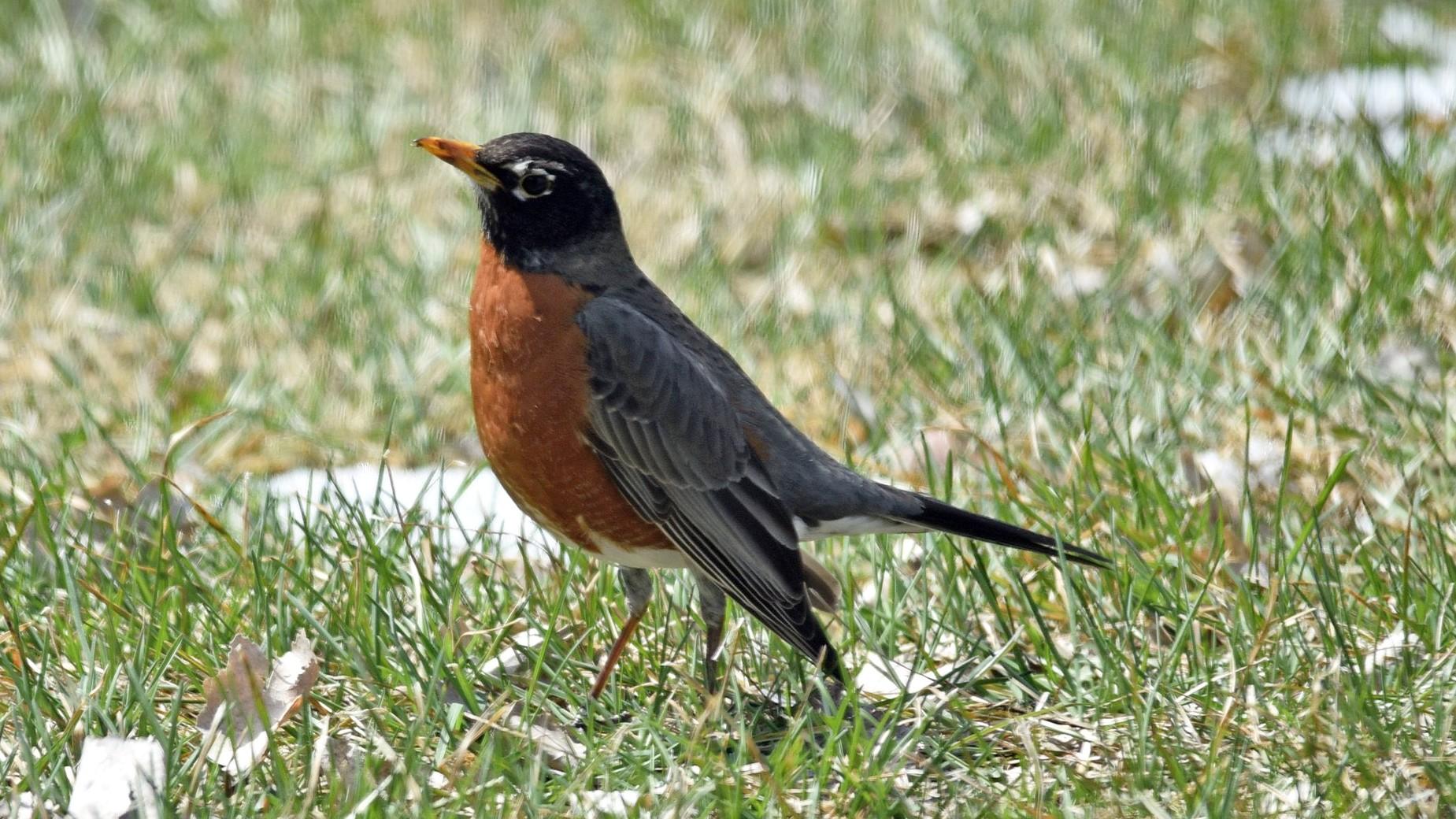 Robins used to be considered harbingers of spring, but plenty live in Chicago year-round. (U.S. Fish and Wildlife Service Midwest Region)