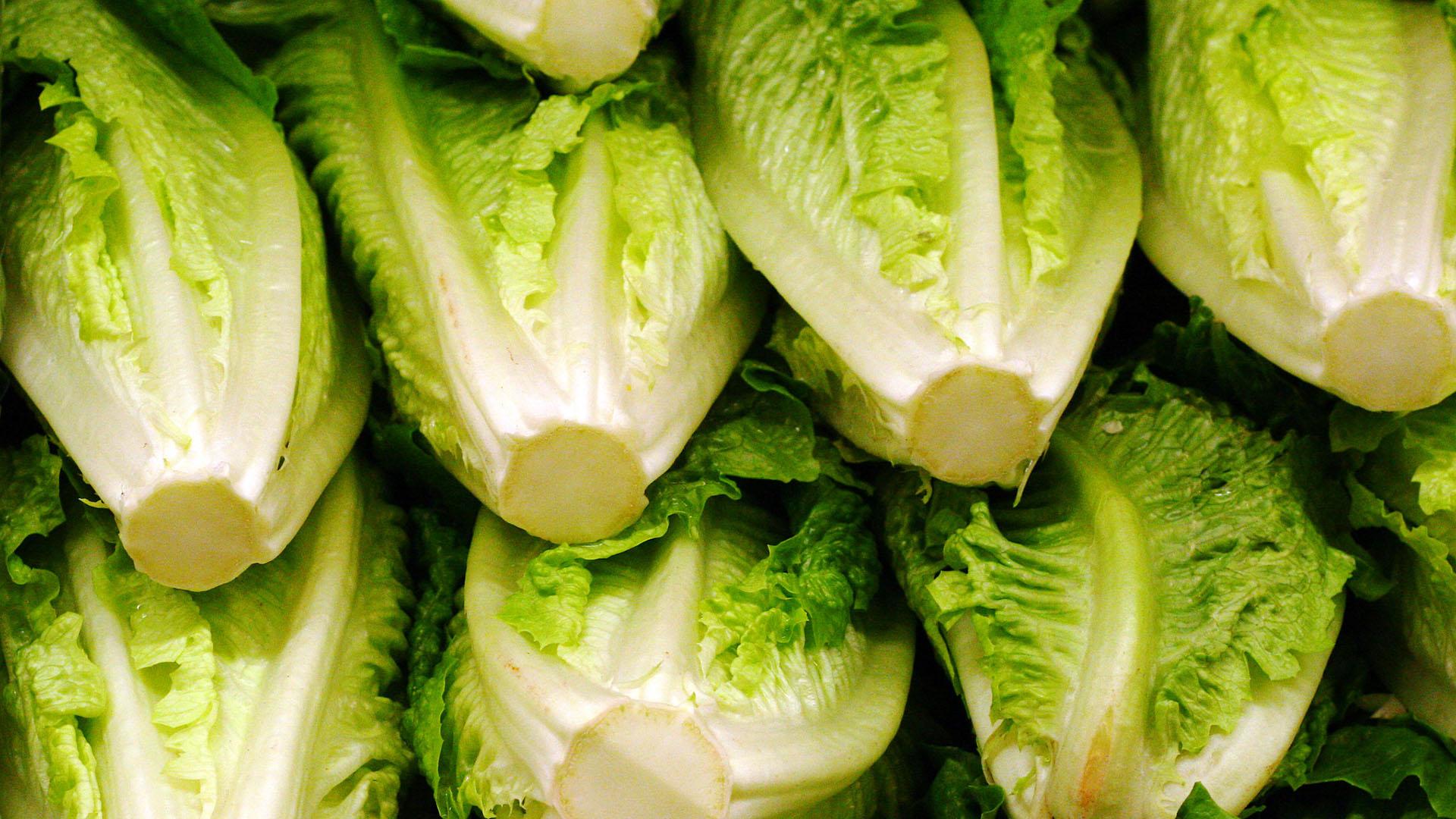 1 week lettuce seedlings 1 week lettuce seedlings