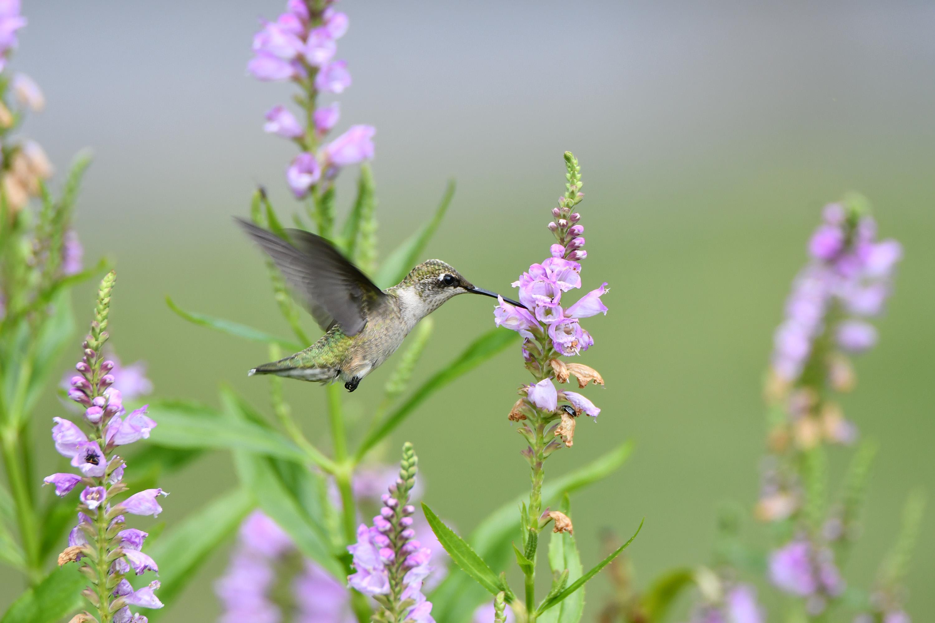 (Photo by Forest Preserve District staff / Glenn P. Knoblock)