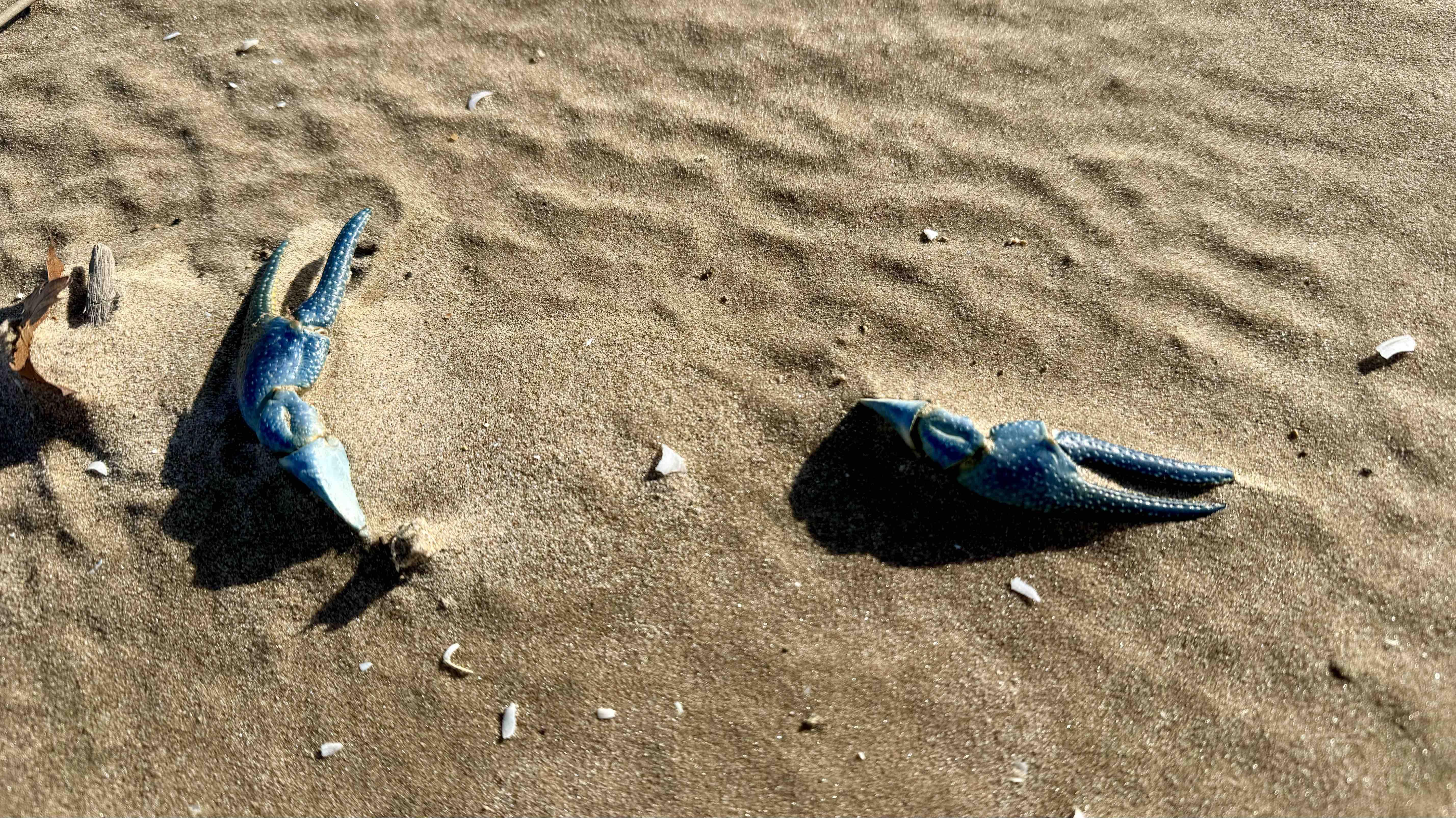 Rusty crayfish live well offshore of Chicago's lakefront, but they tend to wash up on shore in winter for reasons researchers can only theorize. (Patty Wetli / WTTW News)