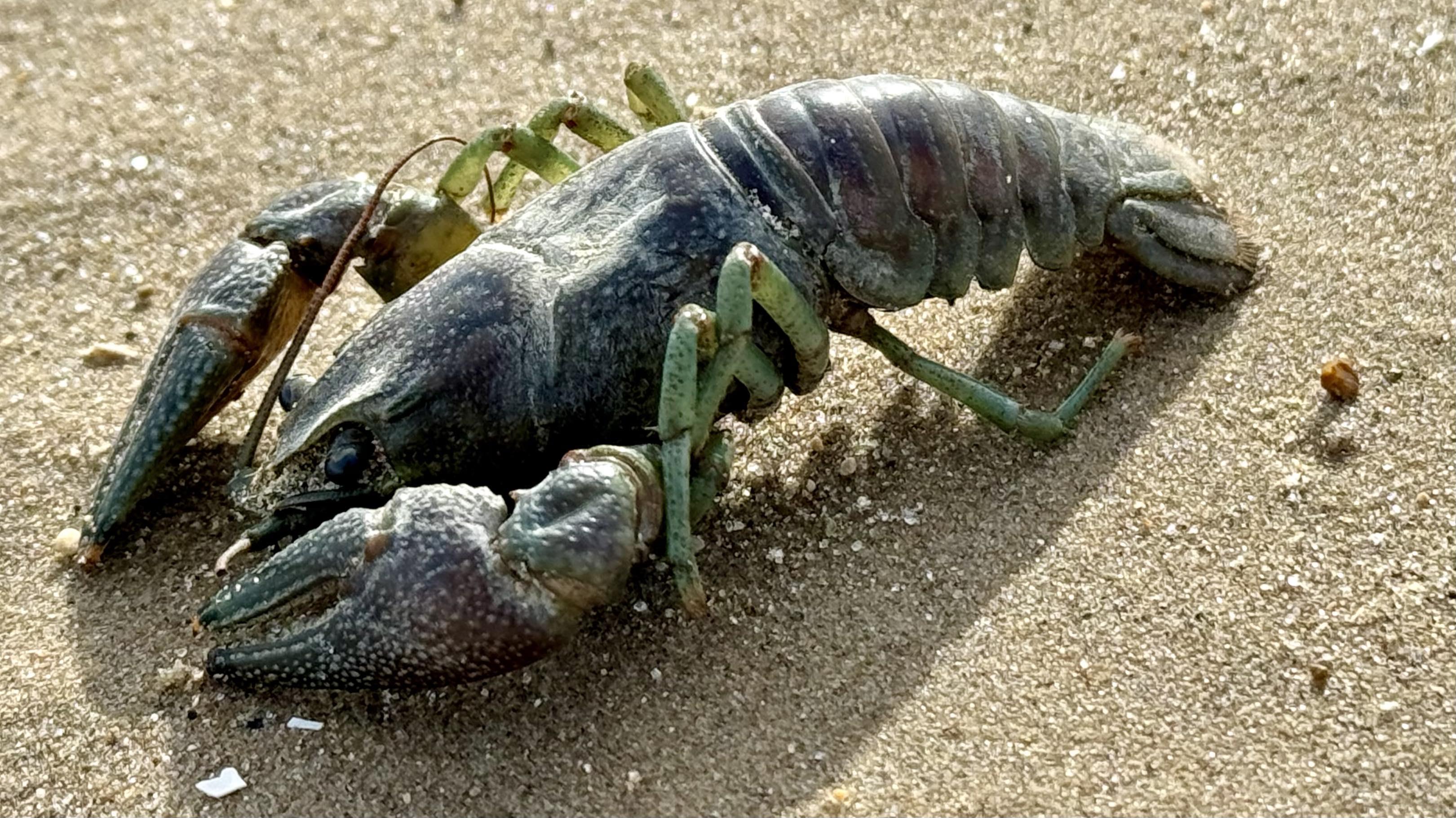 The invasive rusty crayfish, seen here at Montrose beach in February 2025, is larger and more aggressive than native crayfish species. It's become the dominant species found in Lake Michigan by researchers at Loyola University Chicago. (Patty Wetli / WTTW News)