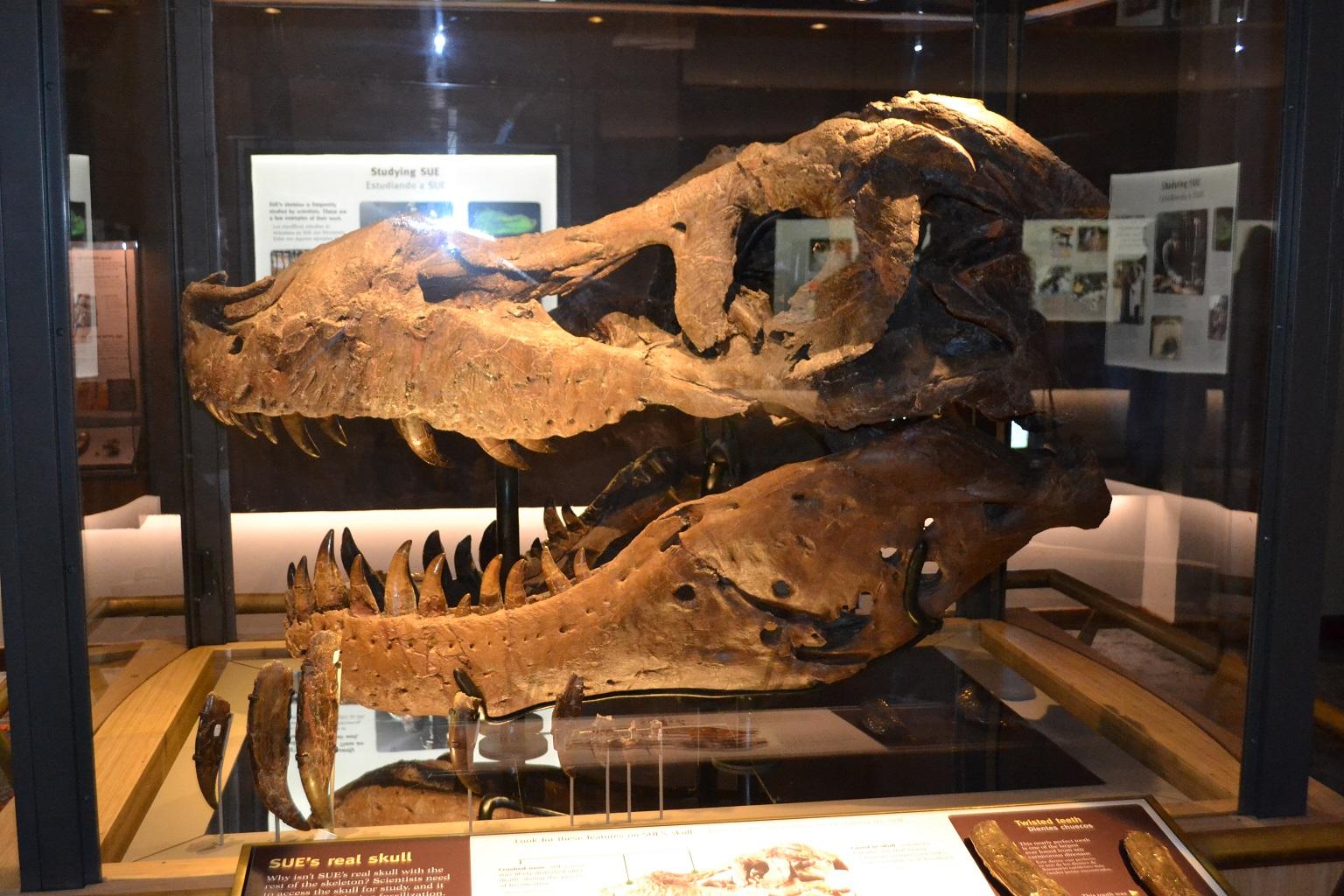 Sue’s skull is kept in a separate display to make it more accessible to researchers. (Alex Ruppenthal / WTTW) 