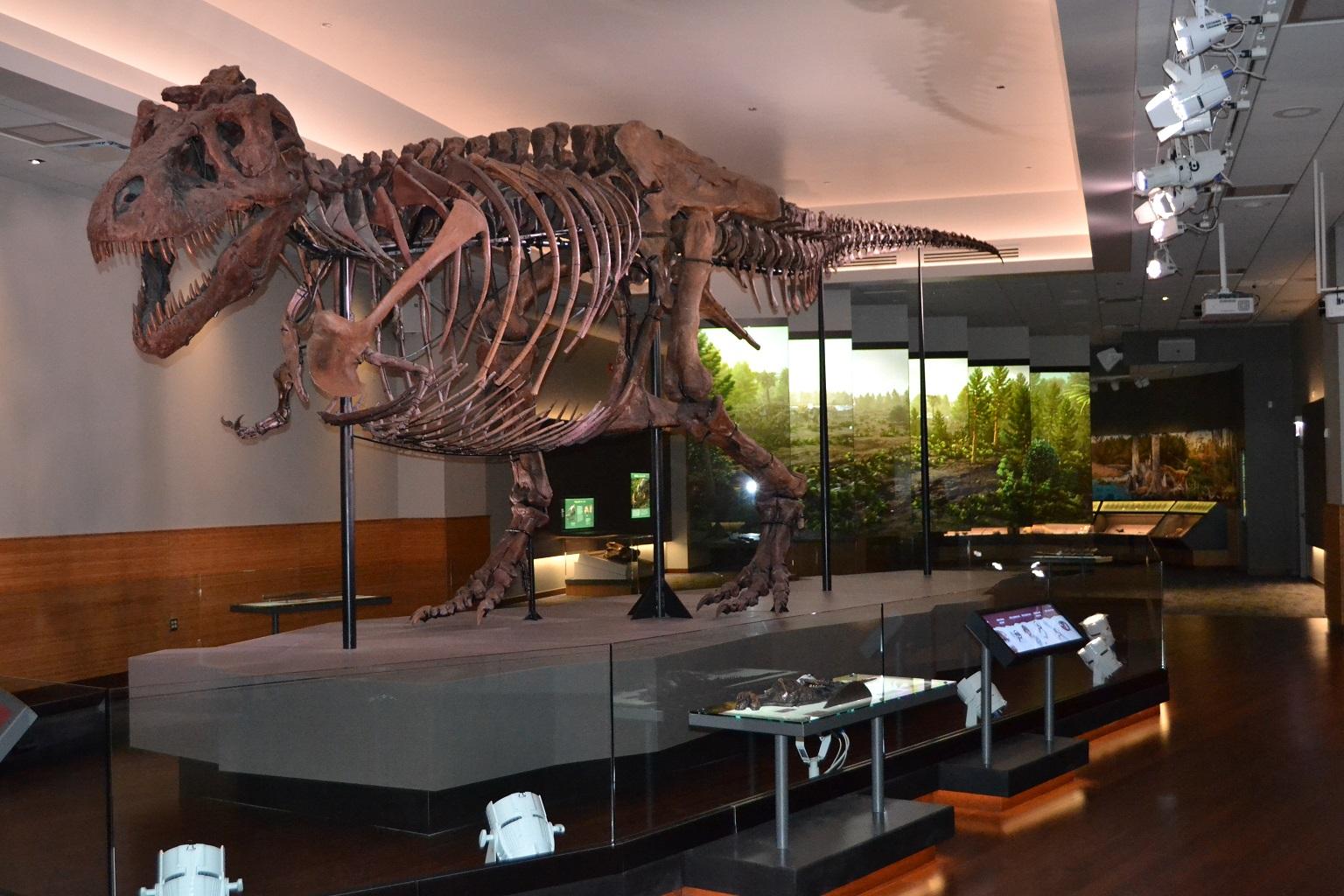 Sue the T. Rex gets life-like model to match skeleton - Chicago