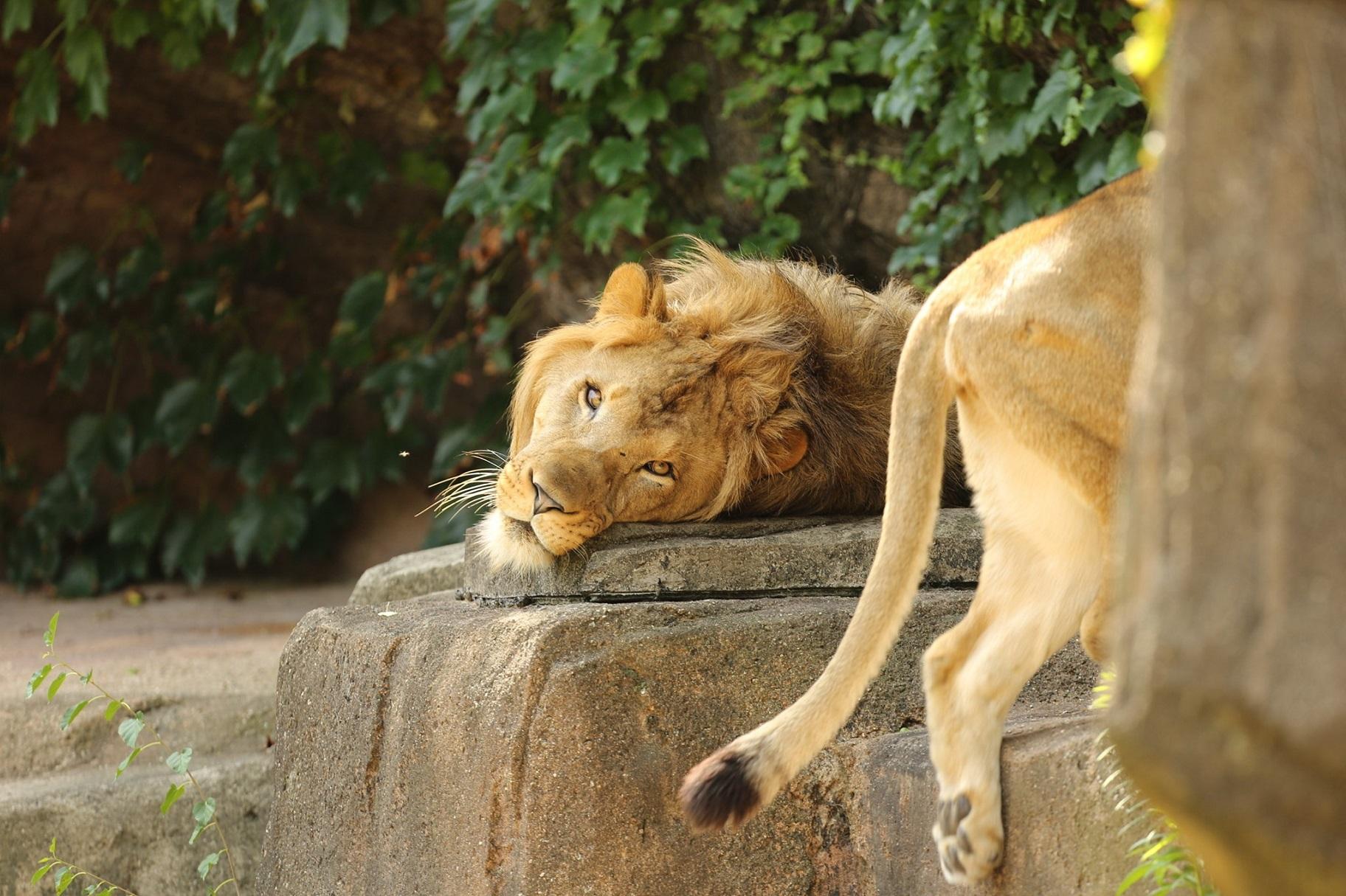 Sahar arrived at Lincoln Park Zoo in 2012 at the age of 2. (Courtesy Lincoln Park Zoo) 