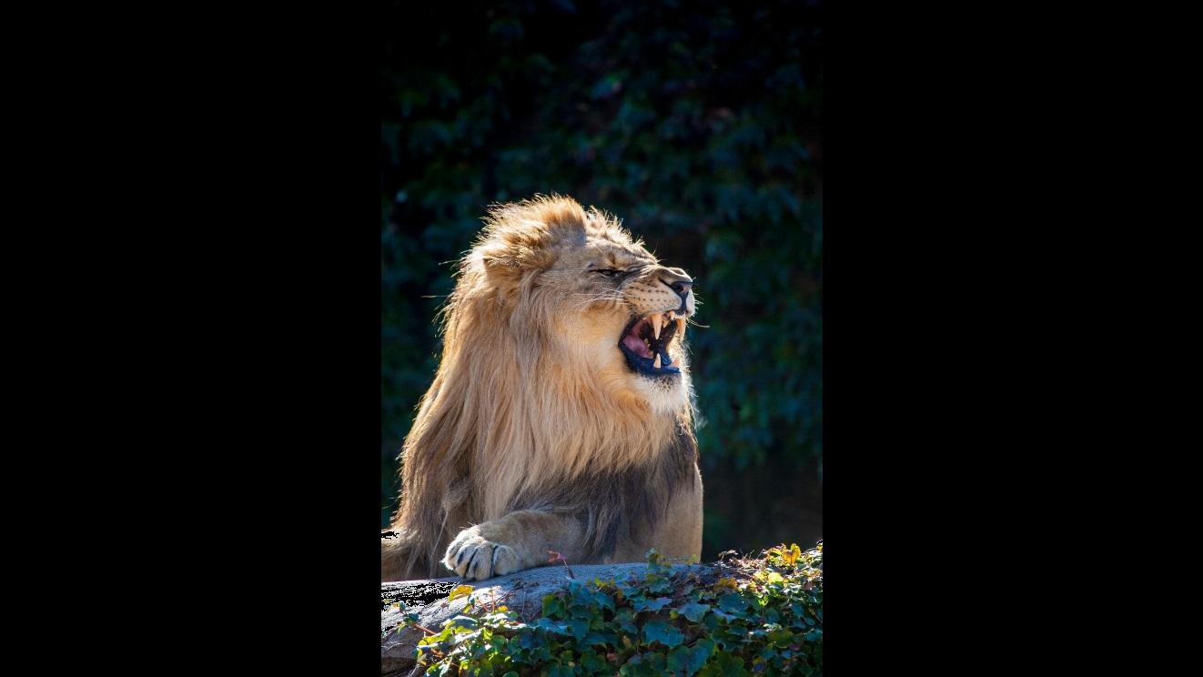 Visitors and staff commented about Sahar’s deep and loud roar. (Courtesy Lincoln Park Zoo) 