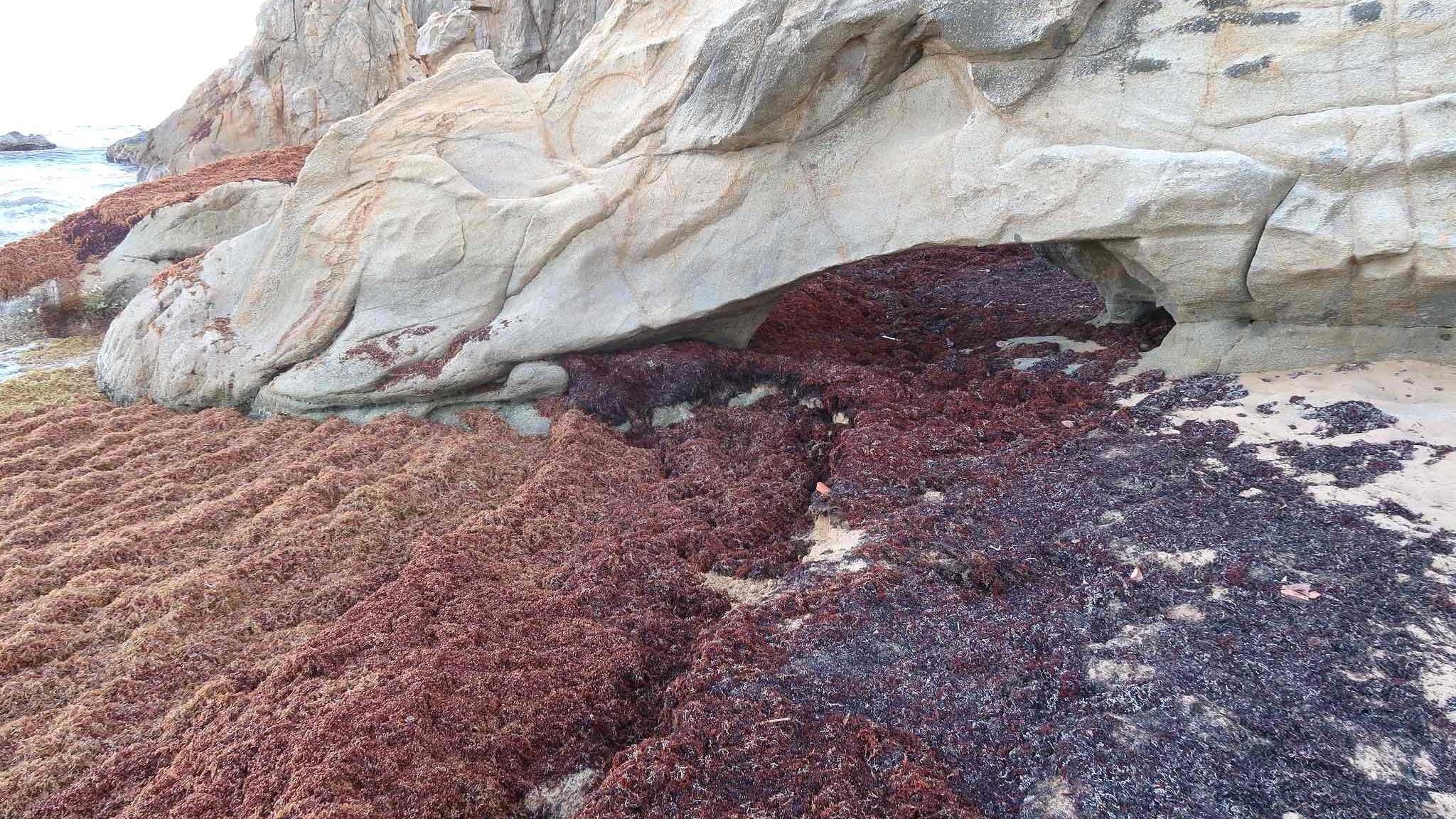 Sargassum washed up on a beach in Puerto Rico. (Bobble Joe / Flickr Creative Commons)