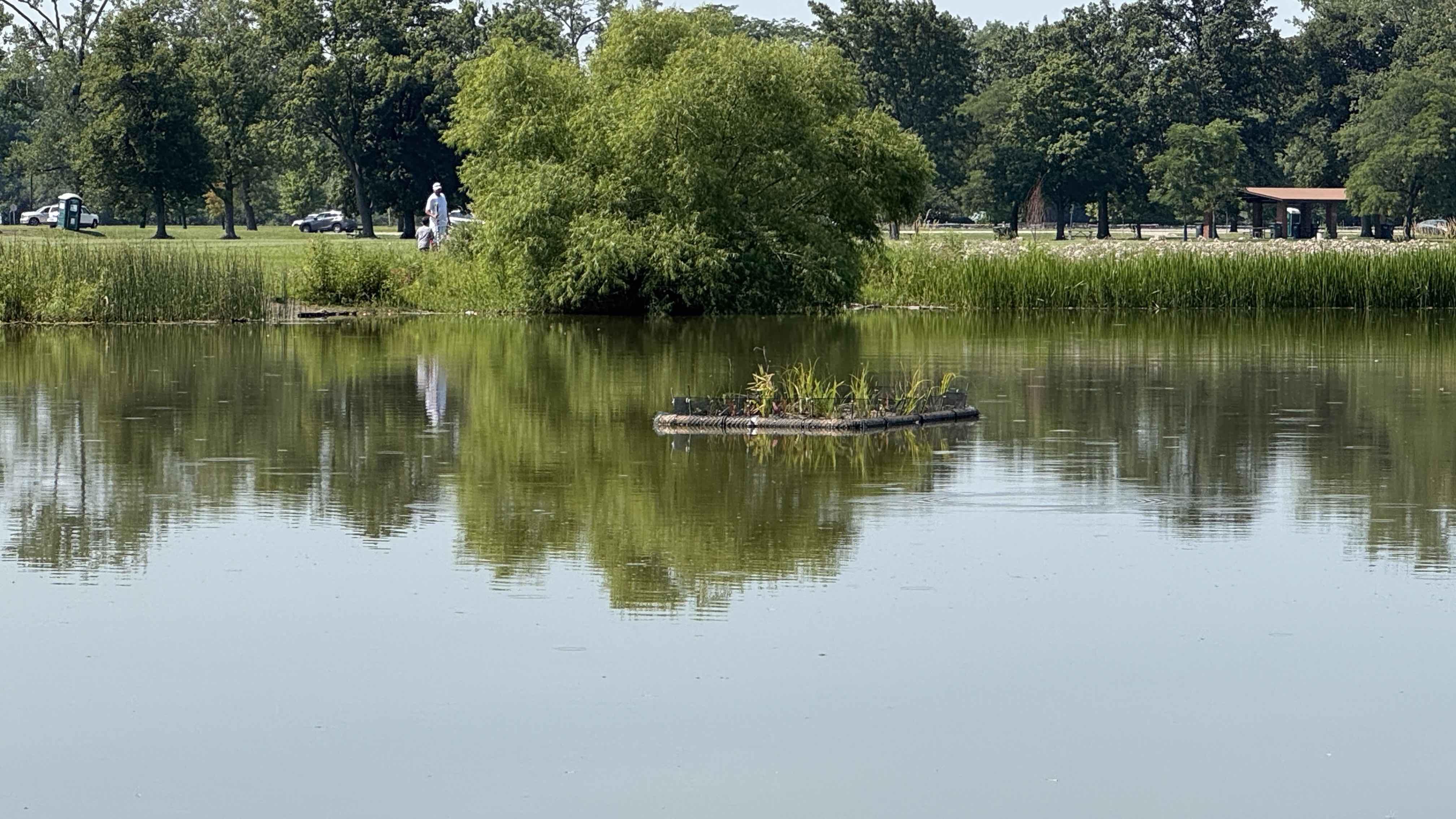 Plans are in the works to add roughly 100 more of the wetland rafts to Schiller Pond. For now, this float stands alone. (Patty Wetli / WTTW News)