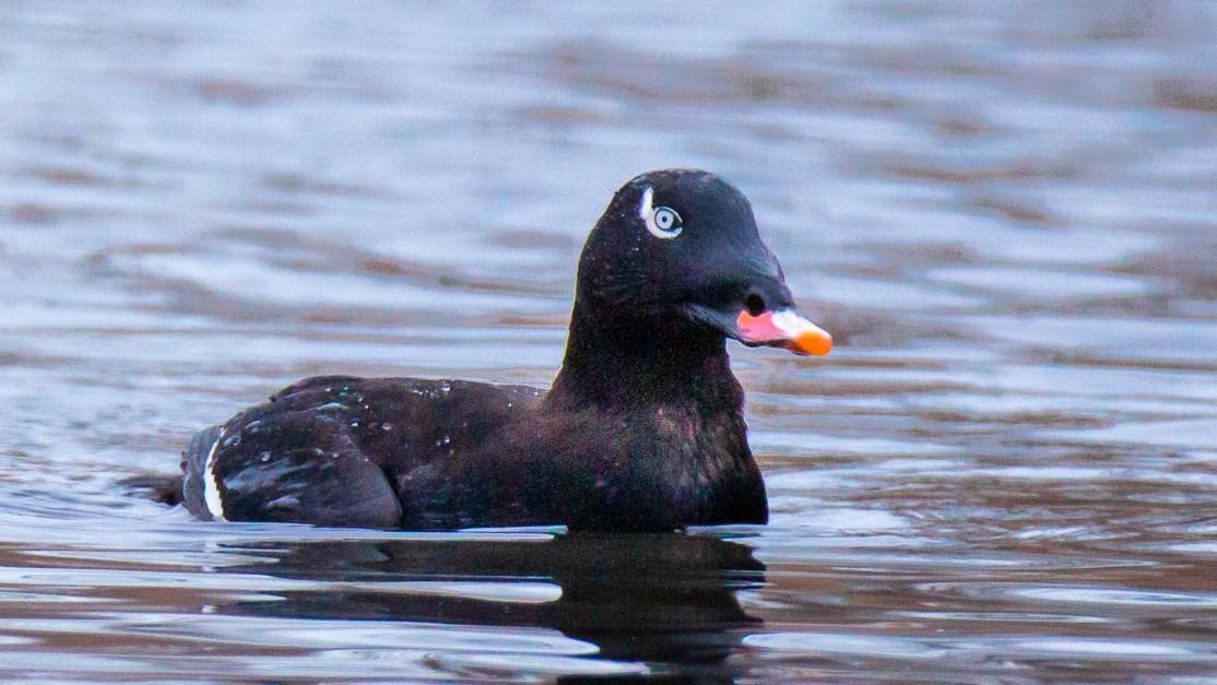 Male white-winged scoters have a dash of comma-shaped white feathers around their eyes and an orange-tipped beak. (Courtesy of Mike McCawley)