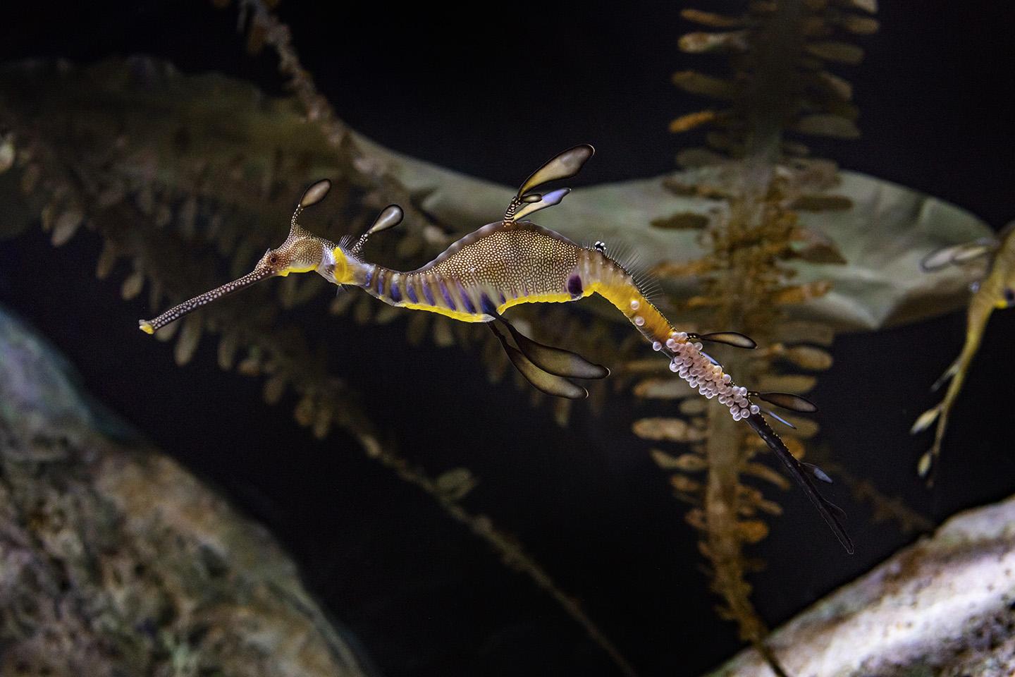 A male weedy sea dragon at Shedd Aquarium is carrying 46 fertile eggs on his tail after accepting an egg transfer from a female weedy sea dragon. (Courtesy Shedd Aquarium)