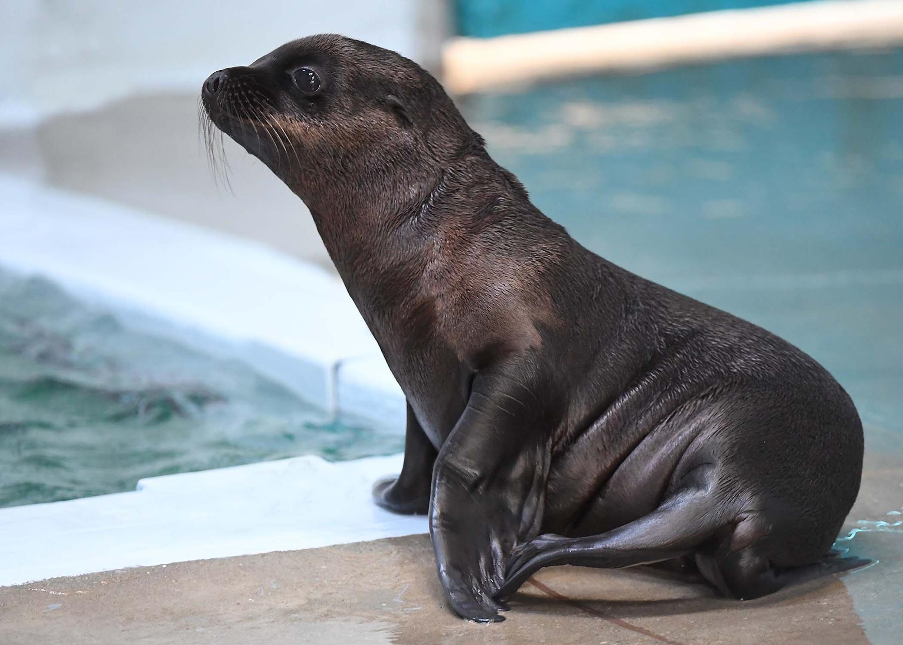 A California sea lion pup born June 10 at Brookfield Zoo (Jim Schulz / Chicago Zoological Society) 