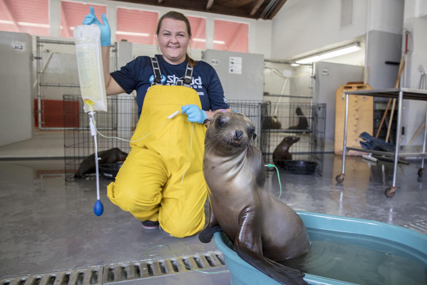 Sage Rosenbrock, a veterinary technician at Shedd Aquarium, administers IV fluids for a rescued sea lion pup in a warming pool. (Brenna Hernandez / Shedd Aquarium)