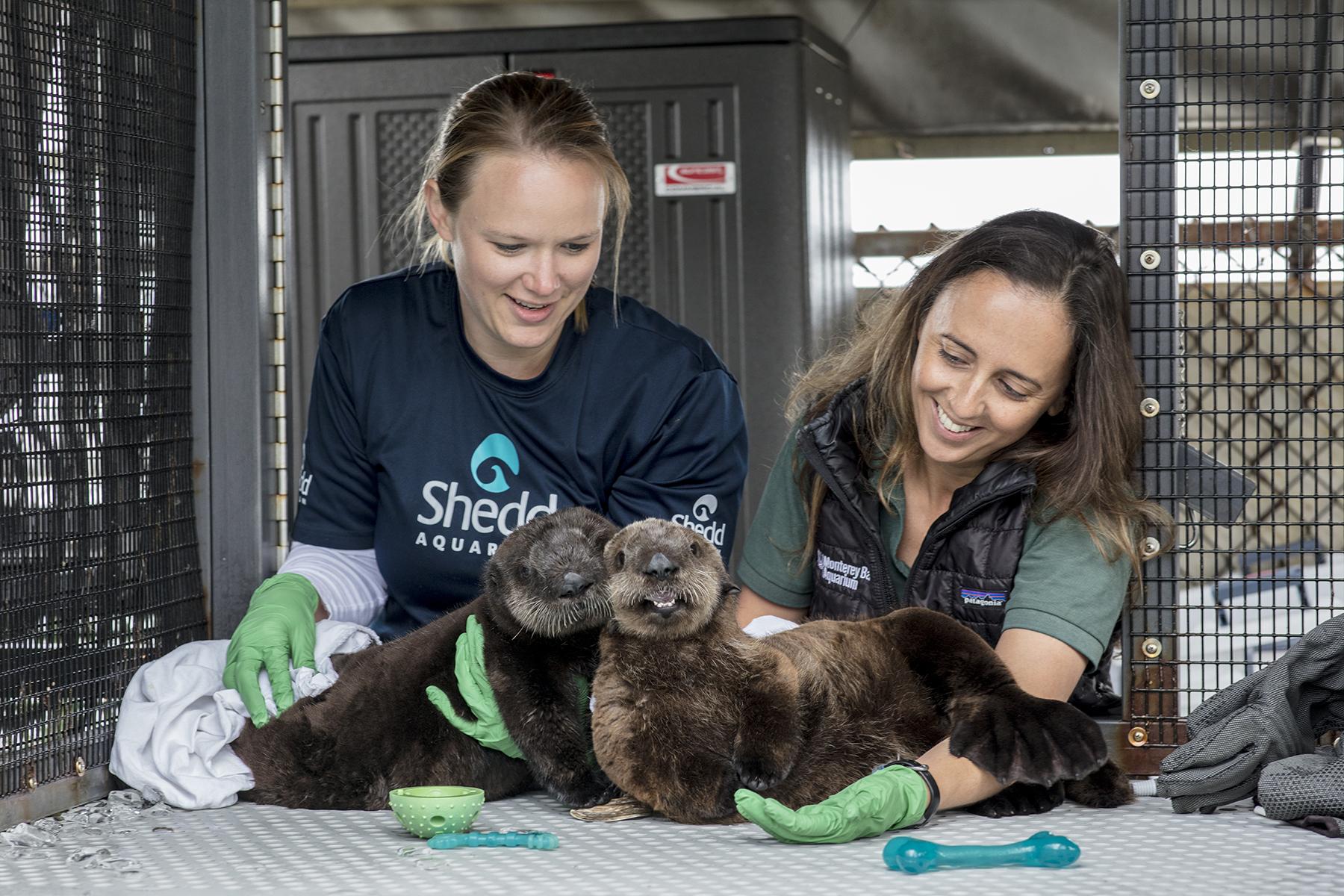 Shedd staff care for two sea otter pups that were rescued in May in California. (Brenna Hernandez / Shedd Aquarium) 