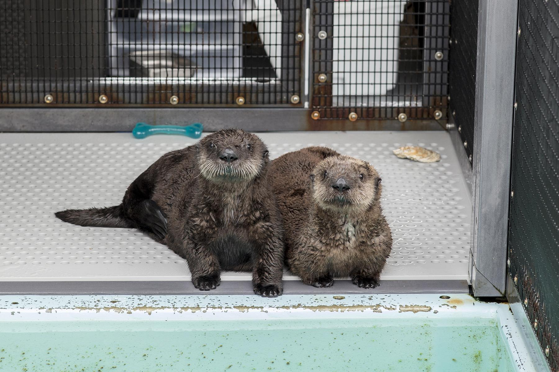 Two sea otter pups arrived at Shedd Aquarium on July 8, 2019, after being rescued in California. (Brenna Hernandez / Shedd Aquarium) 