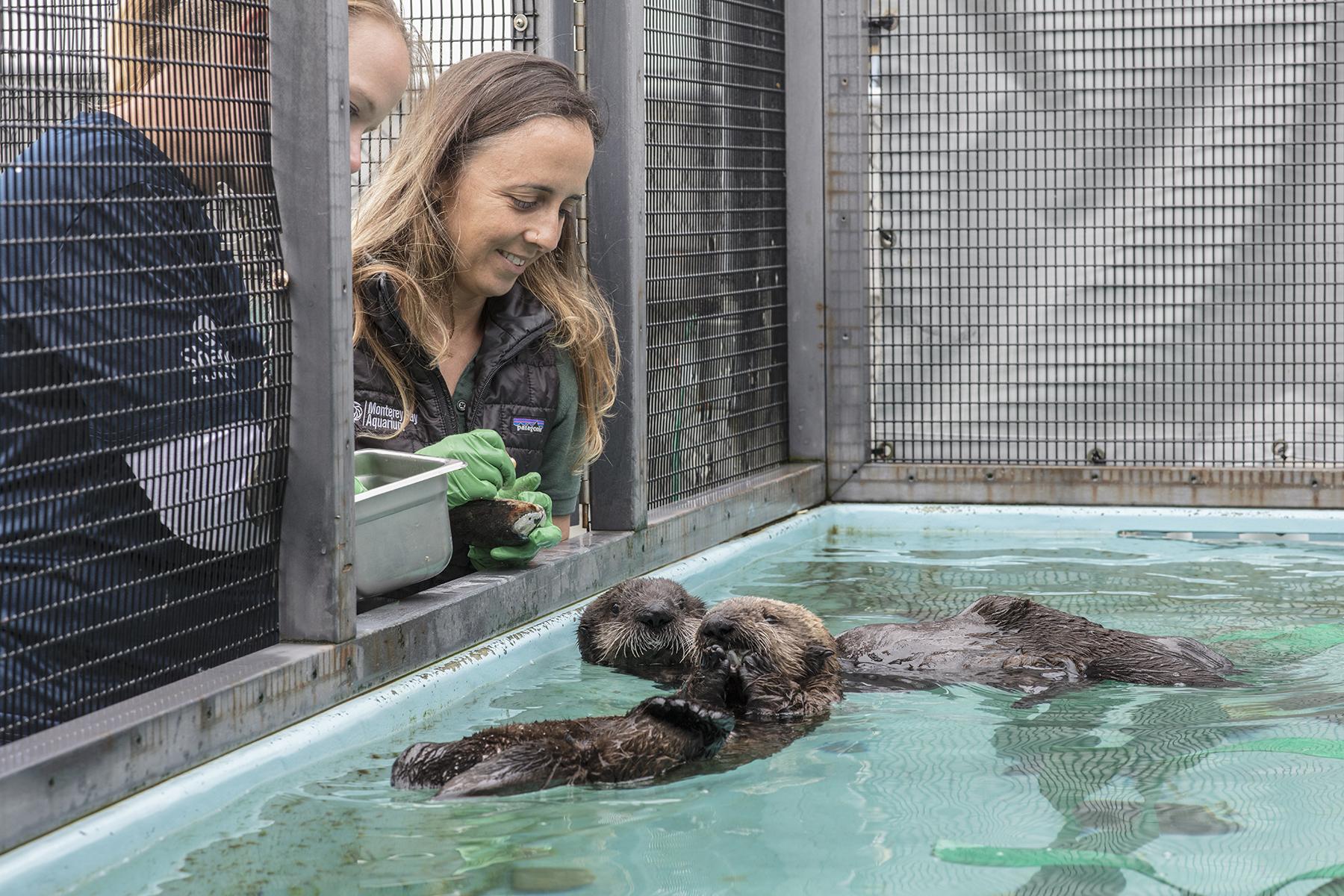 Shedd Aquarium Takes In Pair of Orphaned Sea Otter Pups - Sea%20Otter%20Pups%203 0712