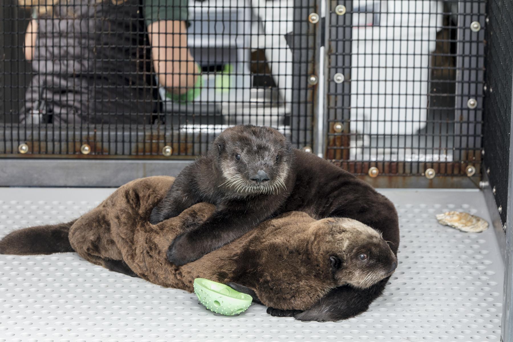 Shedd Experts Help Rescue 55-Plus Stranded Sea Lion Pups in