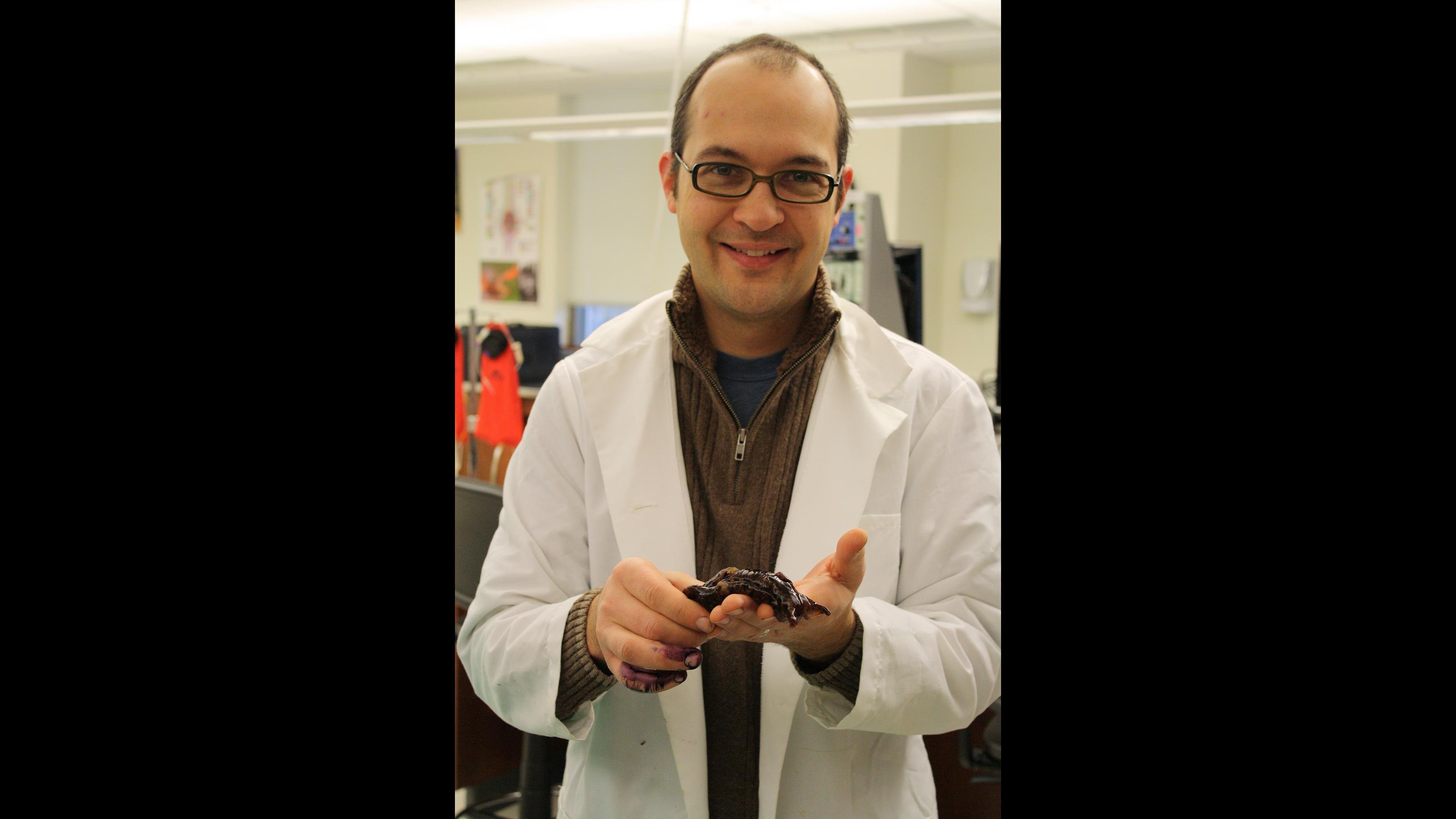 Dominican University professor of psychology Bob Calin-Jageman with one of the sea slugs examined in a recent study. (Courtesy Dominican University)