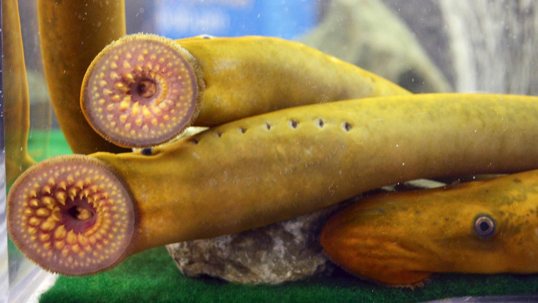Invasive sea lampreys arrived in the Great Lakes via a door opened by the Saint Lawrence Seaway. (USFWS Midwest Region / Flickr)