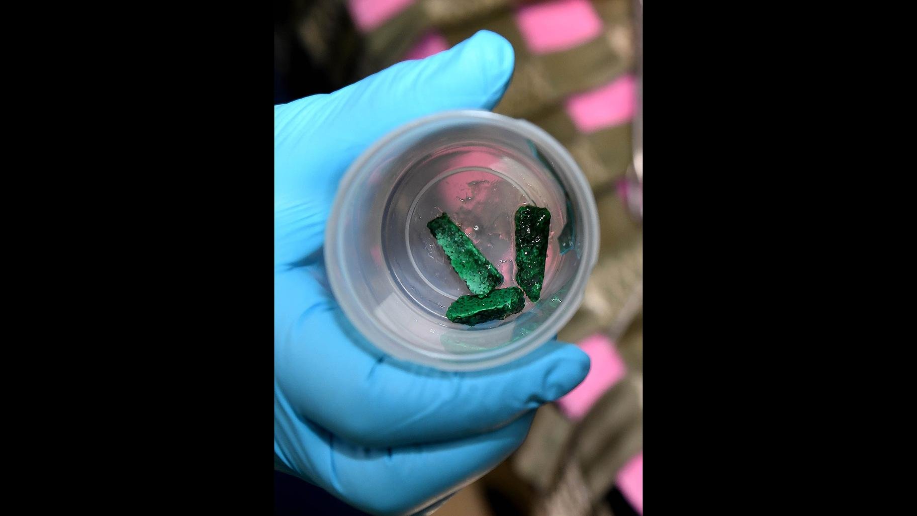 These colorful rocks were removed from the belly of Carolyn, a sea lion, using endoscopy on Tuesday, Sept. 24, 2019. The animal care team suspects she was so malnourished that she ate them. 