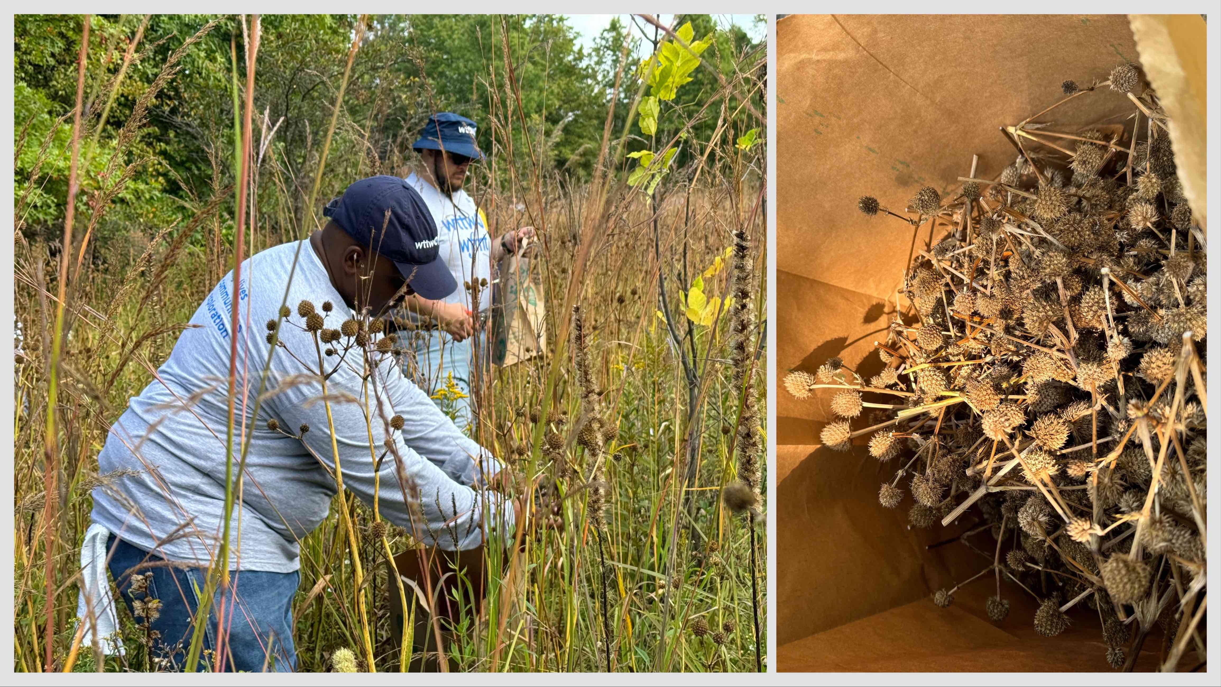 Seed collecting from within the forest preserves themselves is laborious and relies on volunteers, like a team from WTTW that spent a morning snipping seed heads at Bunker Hill prairie in fall 2024. (Patty Wetli / WTTW News)