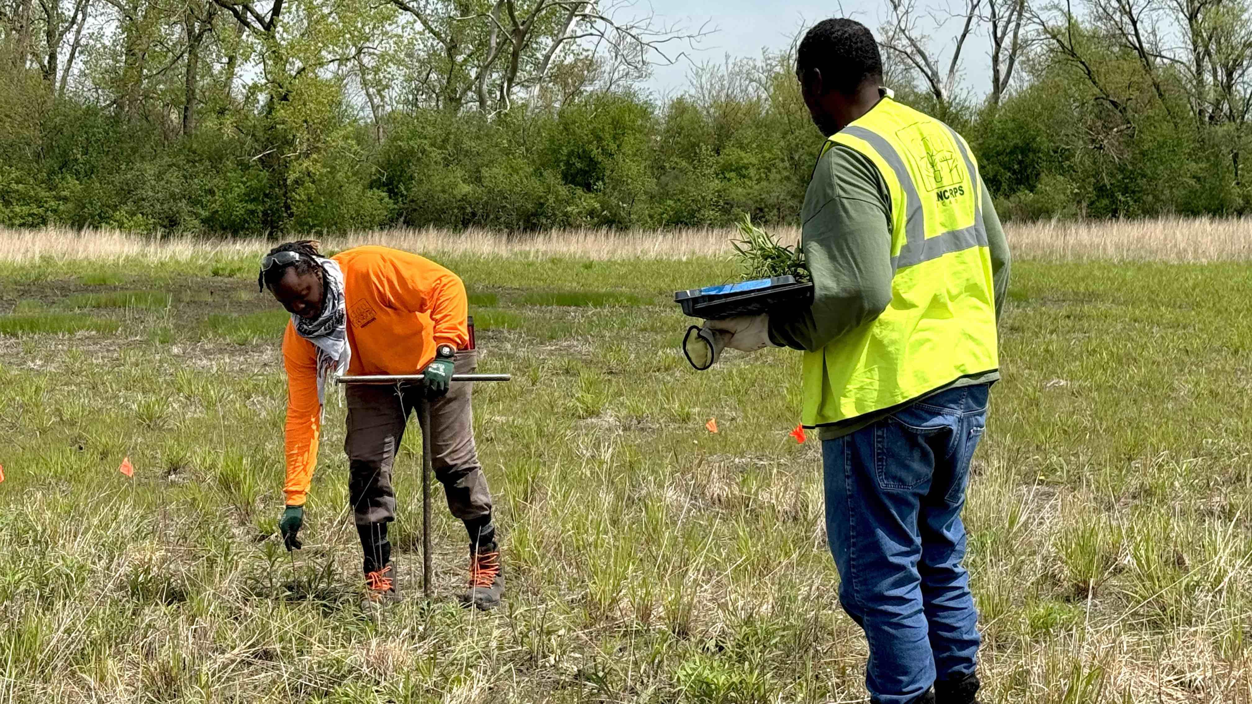 Greencorps supervisor Jeremy Whisenton (l) and trainee Jimmie Campbell partner on digging holes and getting native plants into the ground, helping to establish a wild seed garden for Cook County forest preserves, May 7, 2025. (Patty Wetli / WTTW News)