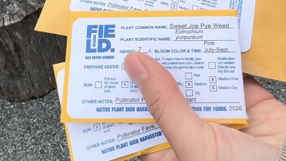 Free native seed packets from the Field Museum include loads of information, including whether the seed needs "stratification," meaning it should be sown in winter in order to germinate. (Patty Wetli / WTTW News)
