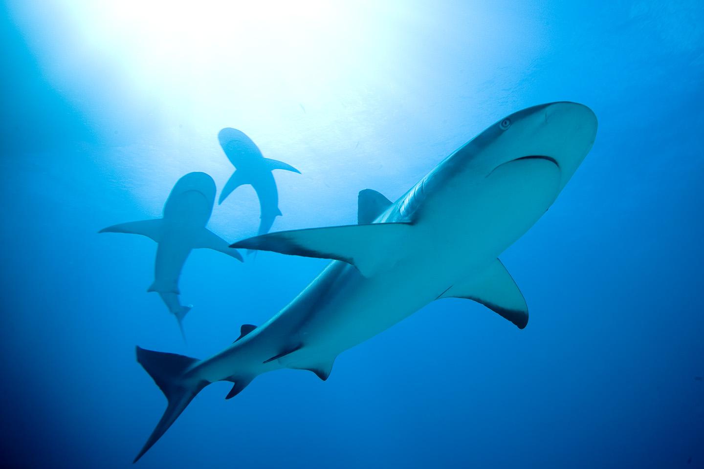 These Baby Shark Rays Are Among the Most Threatened Marine Life on the  Planet. Shedd Aquarium is Providing Safe Harbor, Chicago News