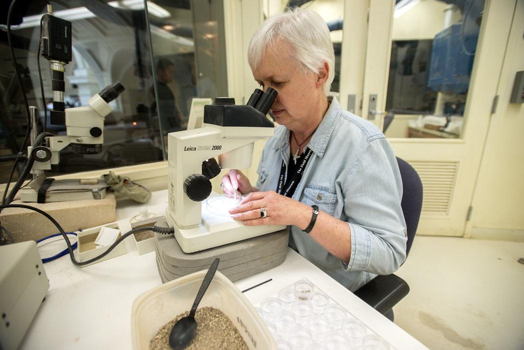 Retired chemist and volunteer Karen Nordquist uses a microscope to look for tiny fossils at the Field Museum. (Karen Bean / Field Museum)