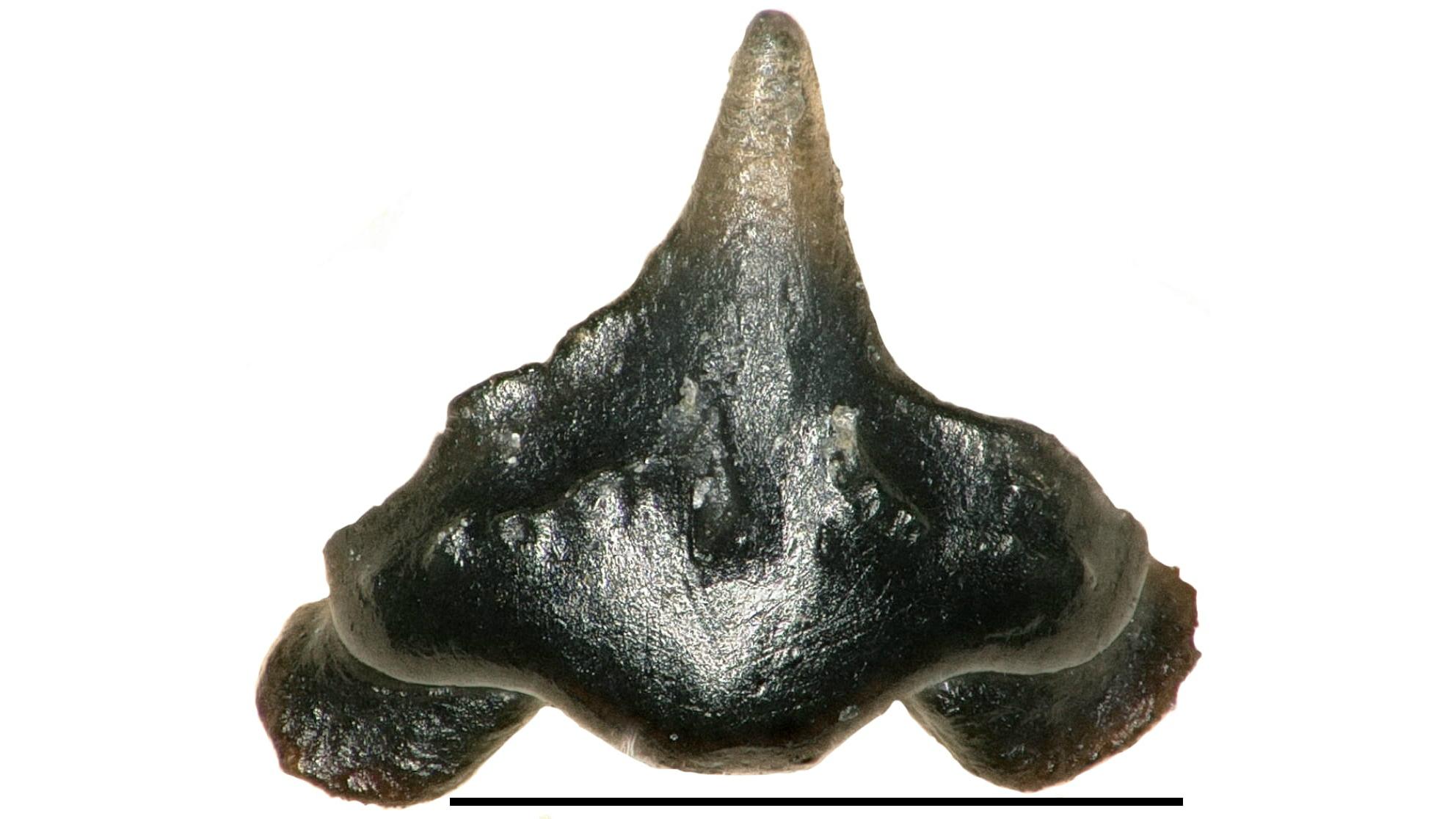 A zoomed-in view of a tooth belonging to the shark Galagadon nordquistae (Terry Gates / Journal of Paleontology)