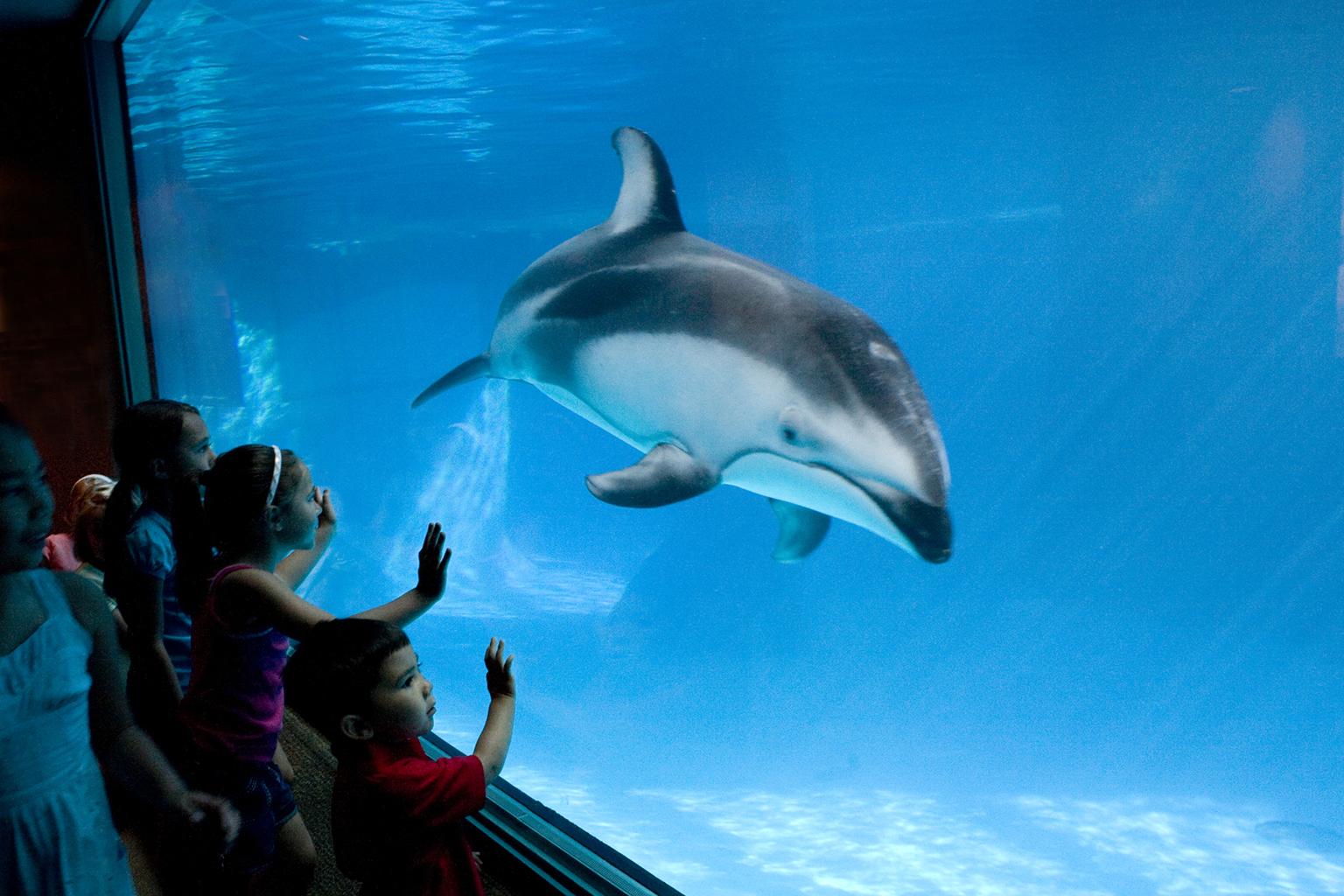 shedd aquarium adds extended