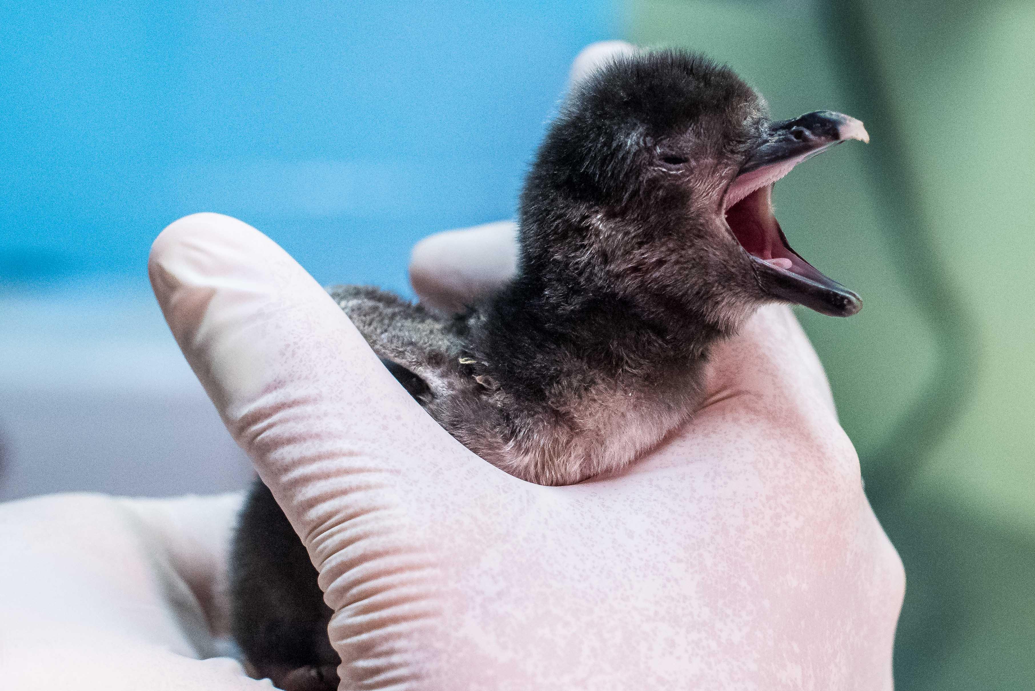 Shedd Aquarium's new penguin chick will remain in a nest behind-the-scenes with its parents for 75 to 90 days. (Courtesy Shedd Aquarium)